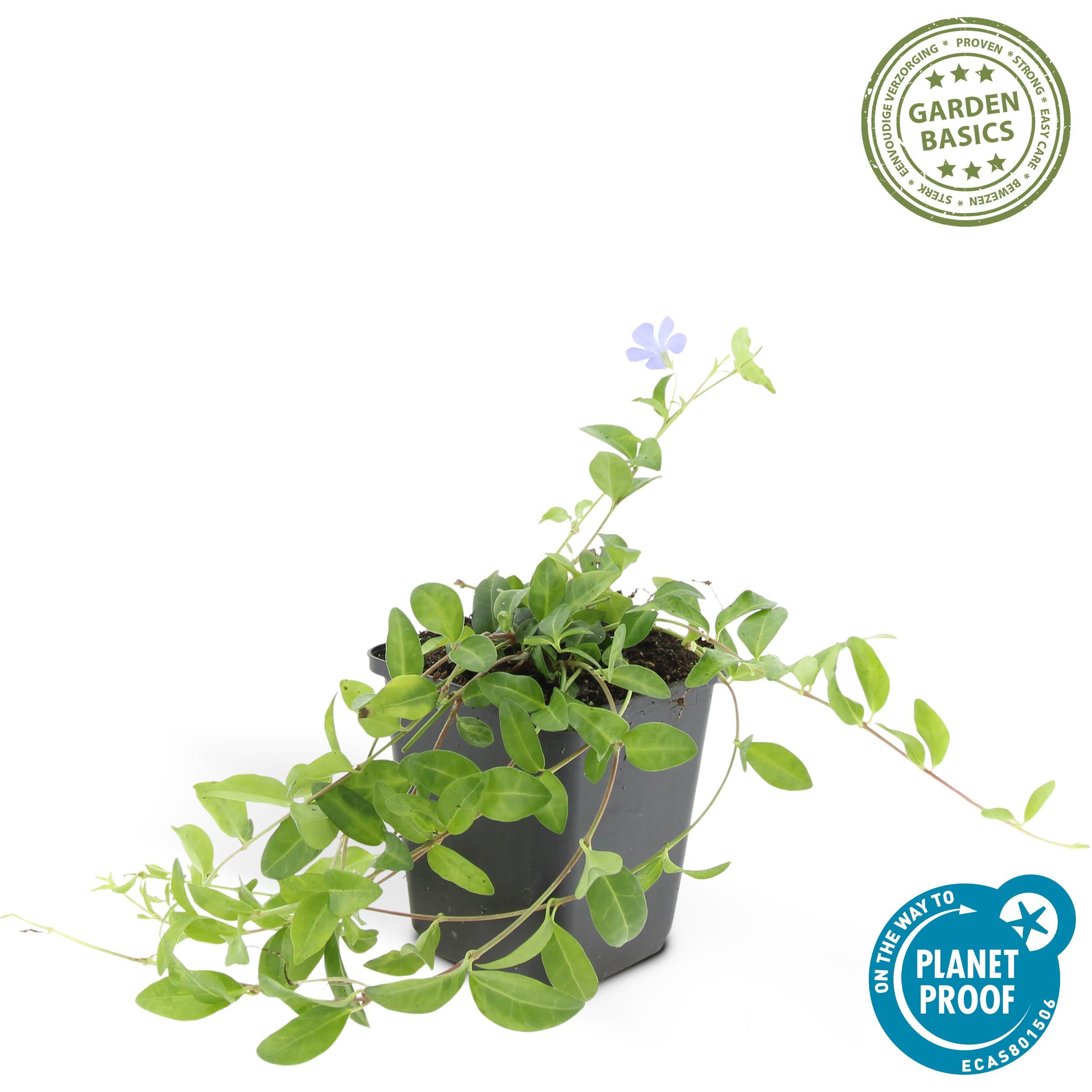 Garden basics 24x Vinca minor 'La Grave' - ↕10-25cm - Ø9cm (50635)