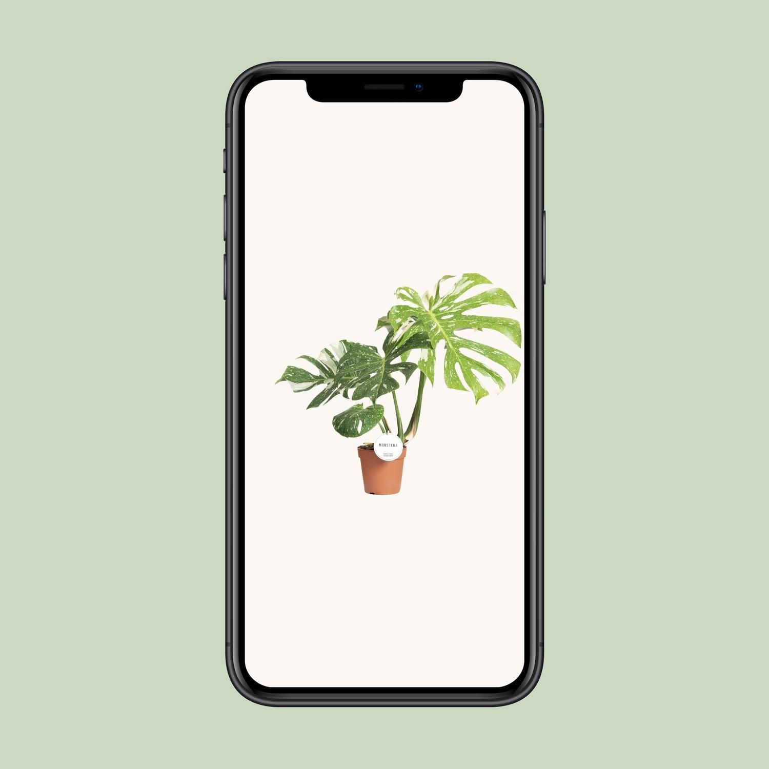 Monstera Thai Constellation (16591)