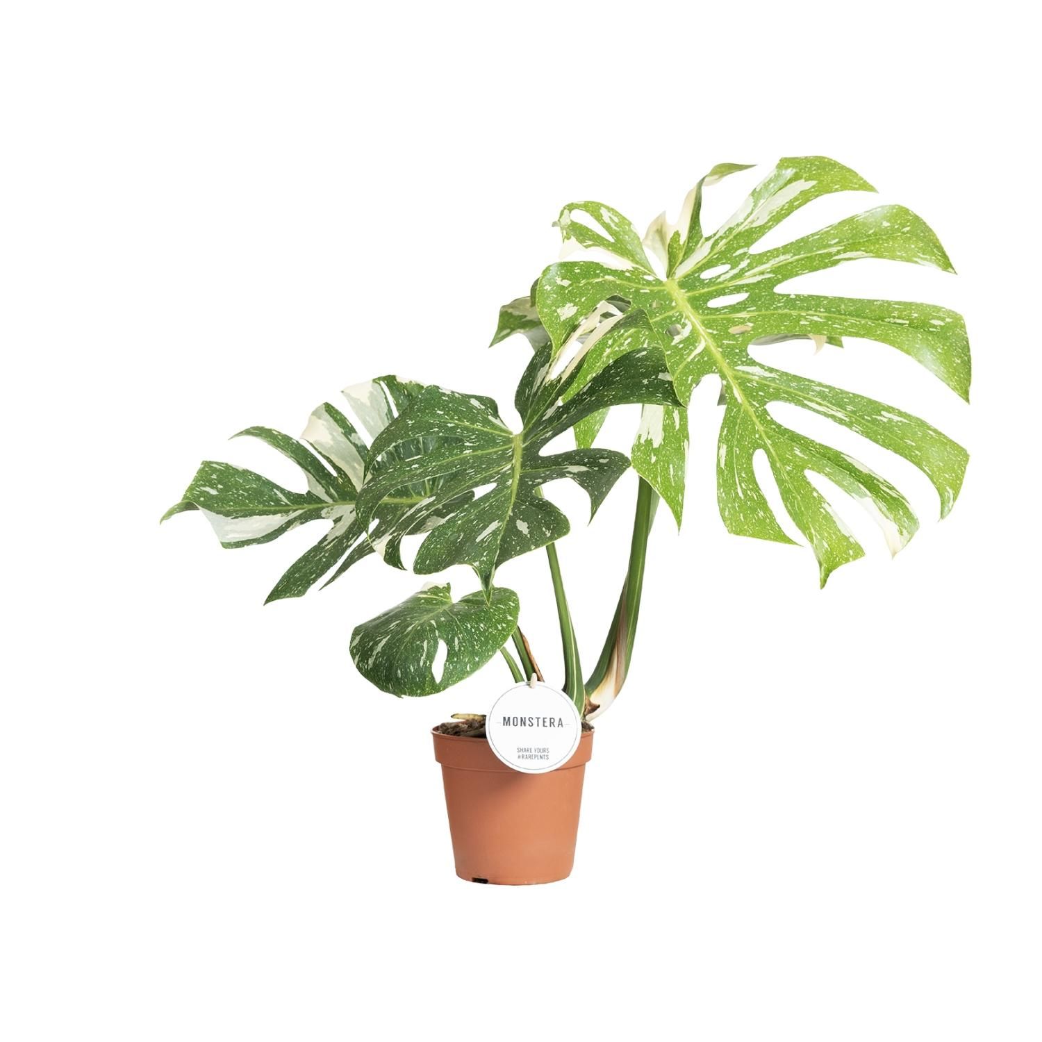 Monstera Thai Constellation (16591)