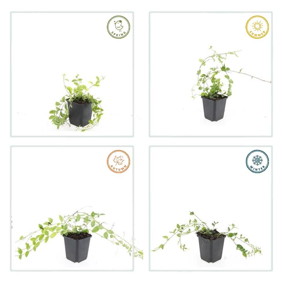 Garden basics 24x Vinca minor 'Aureovariegata' - ↕10-25cm - Ø9cm (50629)