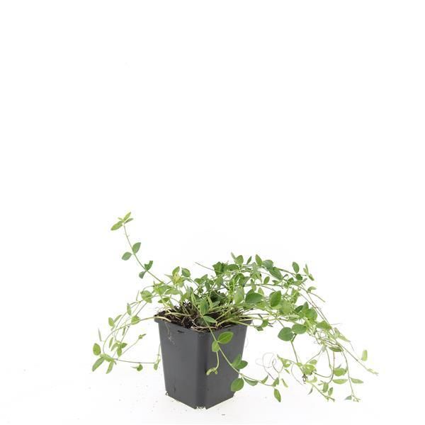 Garden basics 24x Vinca minor 'Gertrude Jekyll' - ↕10-25cm - Ø9cm (50633)