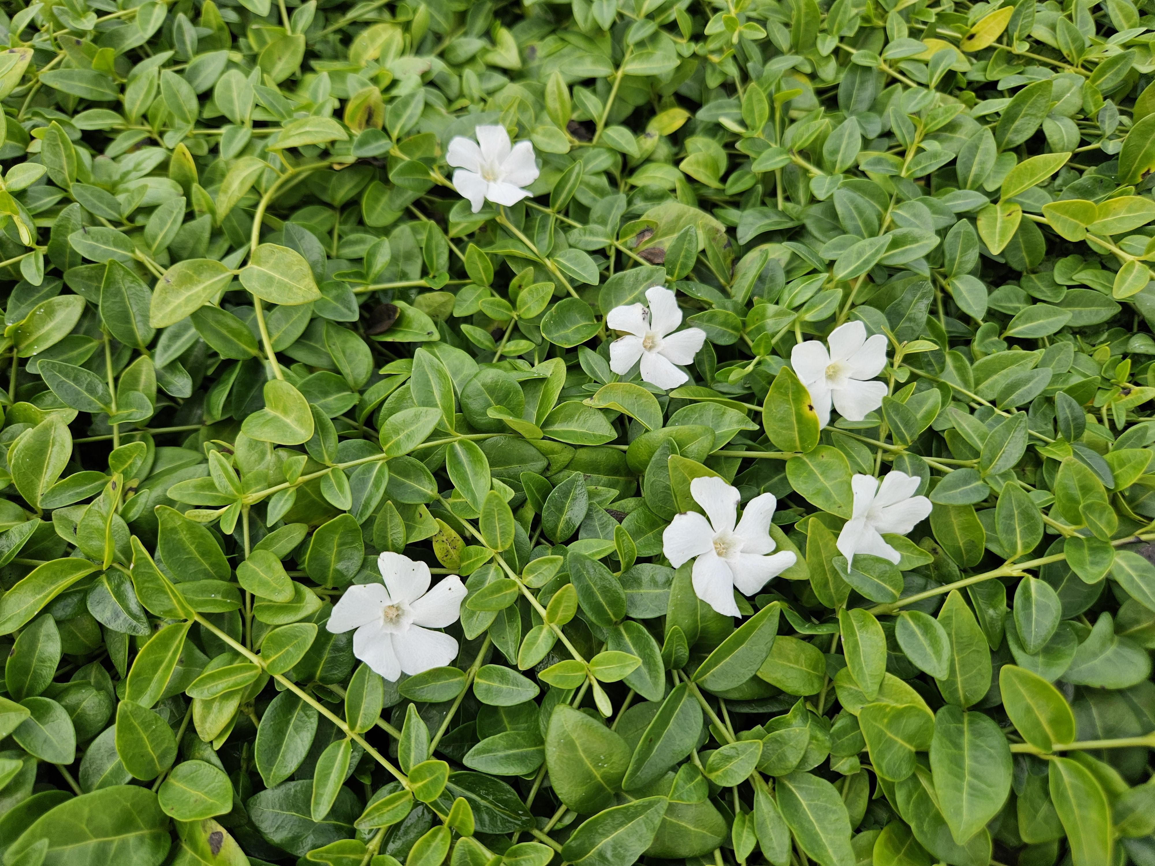 Garden basics 24x Vinca minor 'Gertrude Jekyll' - ↕10-25cm - Ø9cm (50633)