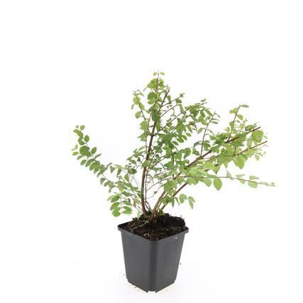 Garden basics 24x Symphoricarpos ch. 'Hancock' - ↕10-25cm - Ø9cm (50602)