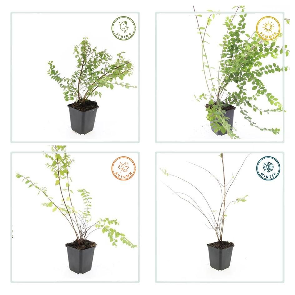 Garden basics 24x Symphoricarpos ch. 'Hancock' - ↕10-25cm - Ø9cm (50602)
