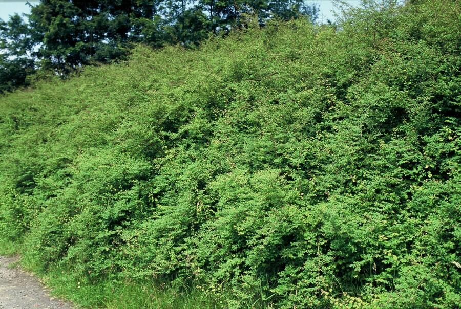 Garden basics 24x Symphoricarpos ch. 'Hancock' - ↕10-25cm - Ø9cm (50602)