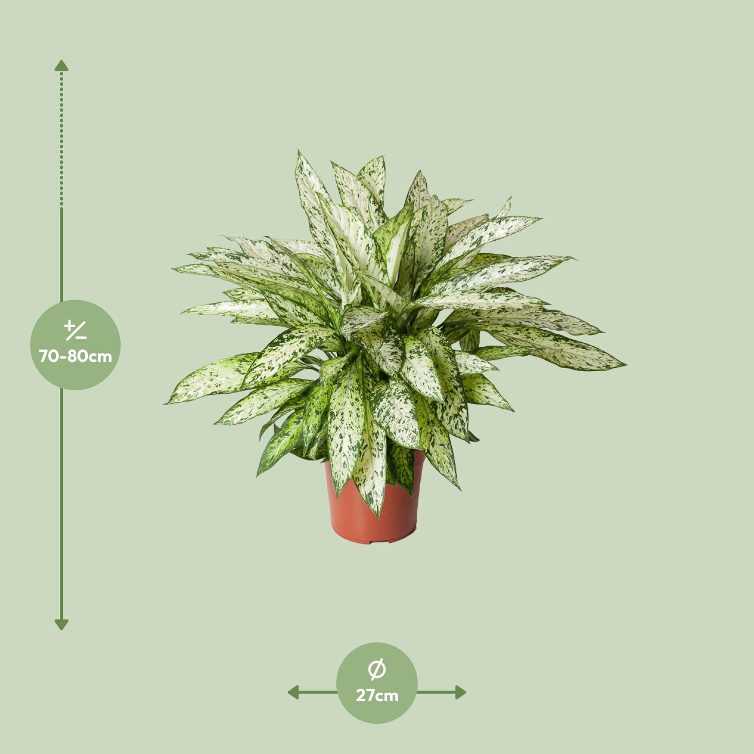 Dieffenbachia Vesuvius (12121)