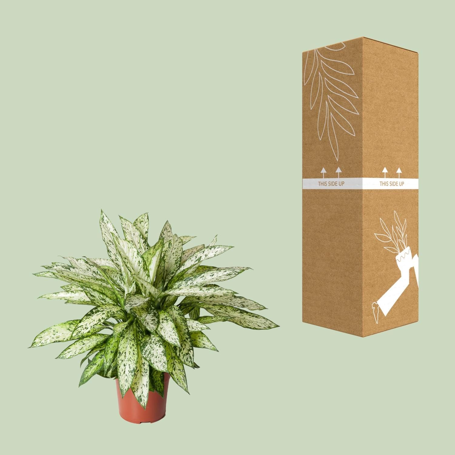 Dieffenbachia Vesuvius (12121)