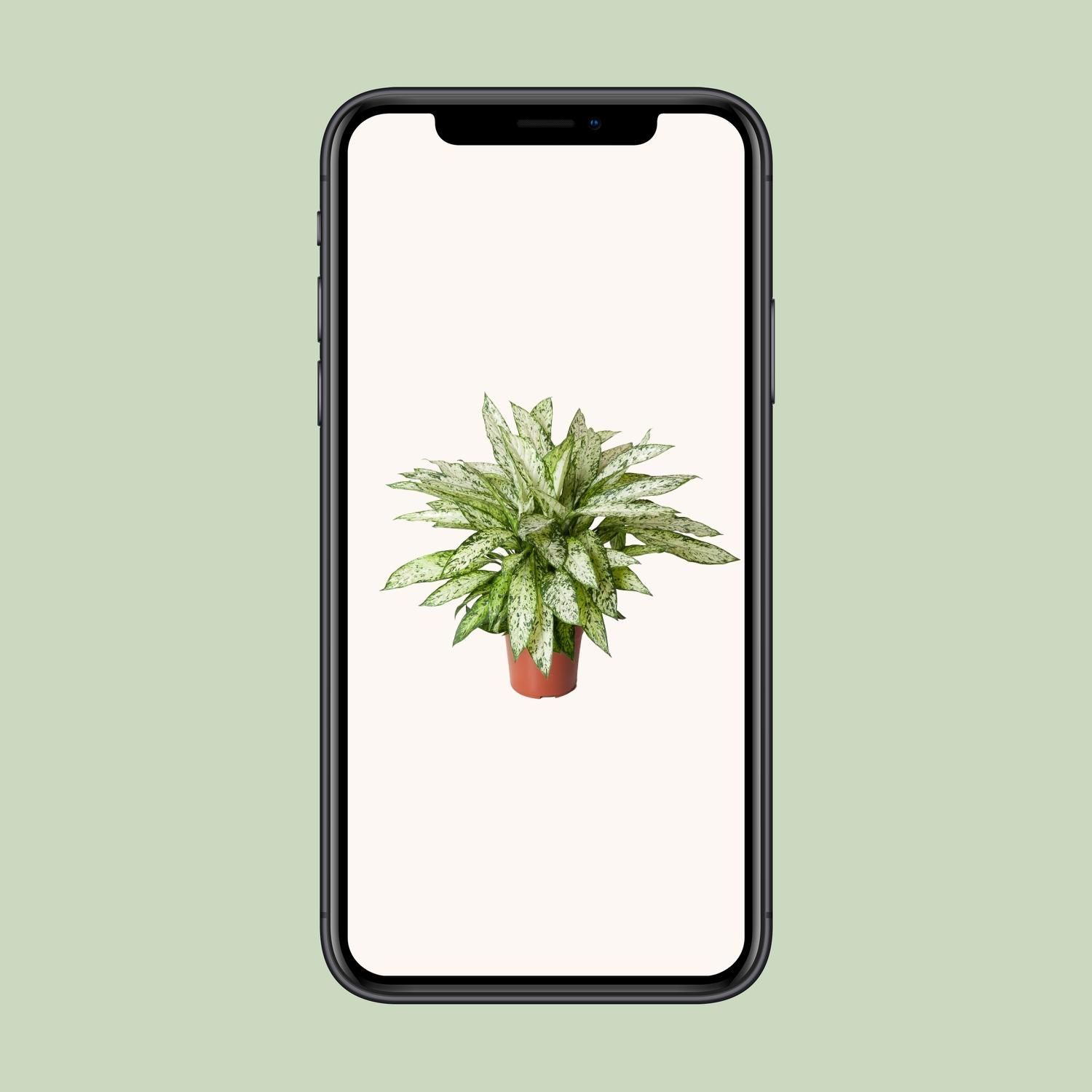 Dieffenbachia Vesuvius (12121)