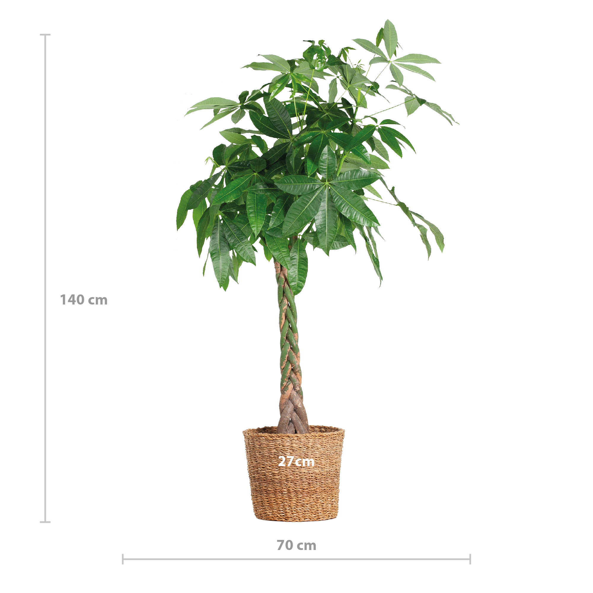 Pachira Aquatica XL met Torun mand (87210420628401)