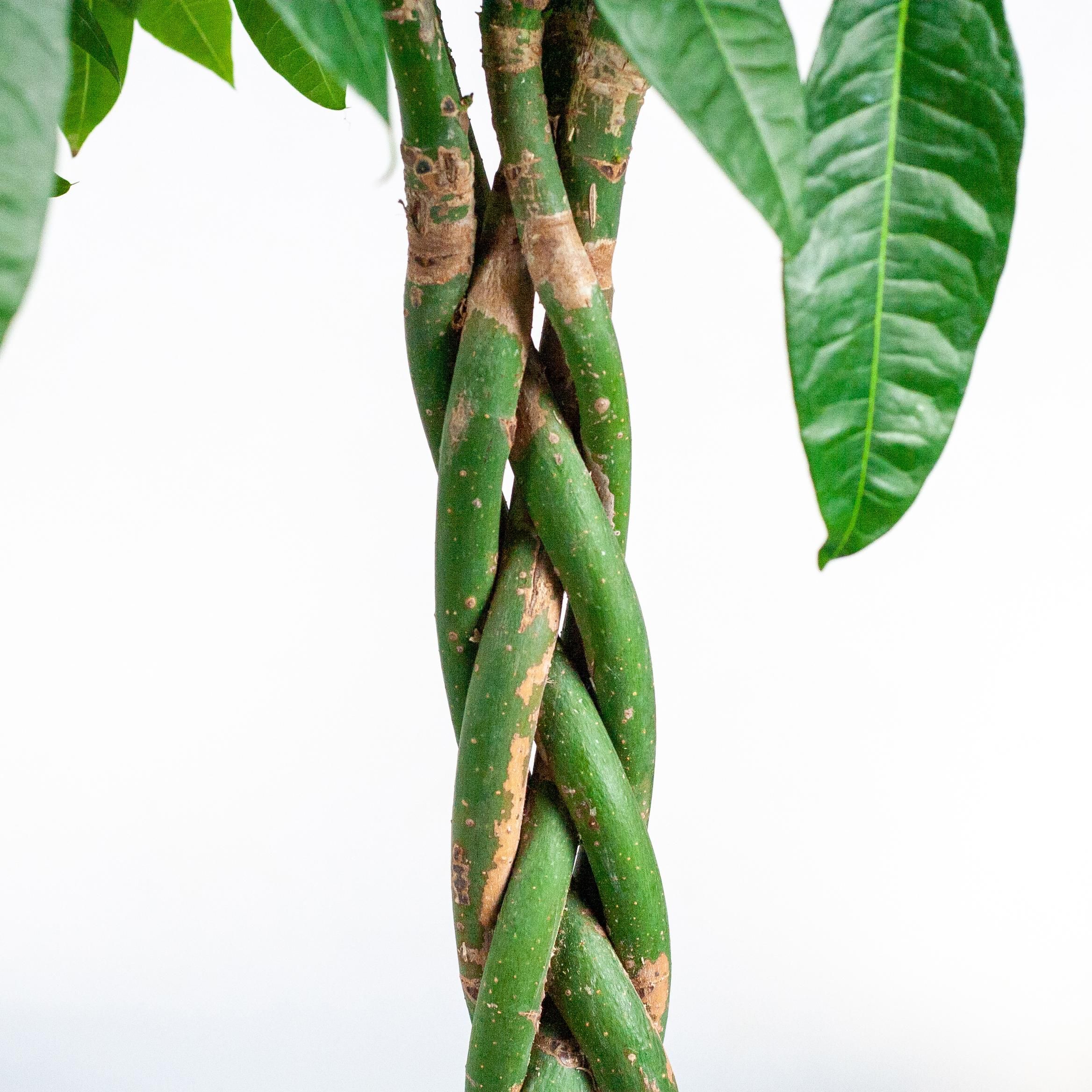 Pachira Aquatica XL met Torun mand (87210420628401)