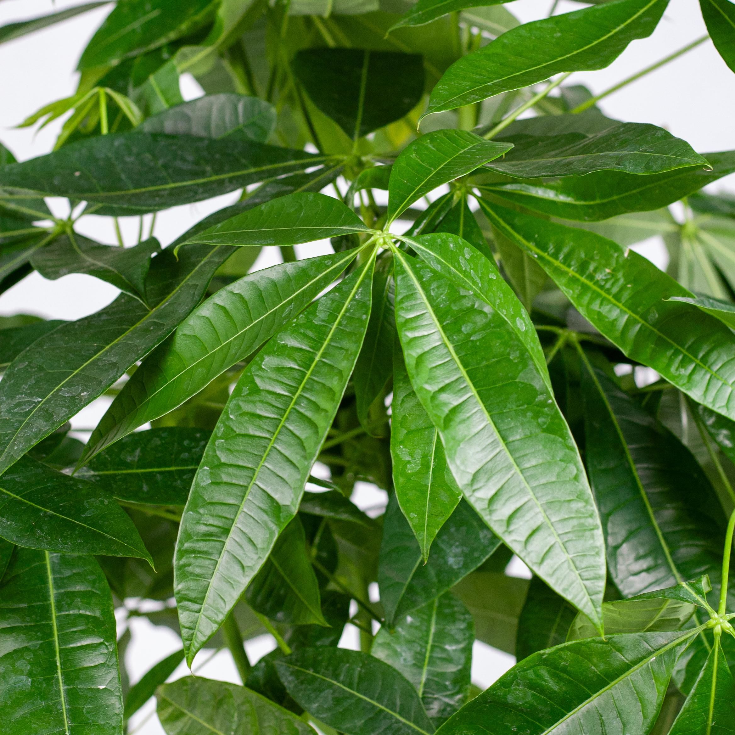 Pachira Aquatica XL met Torun mand (87210420628401)