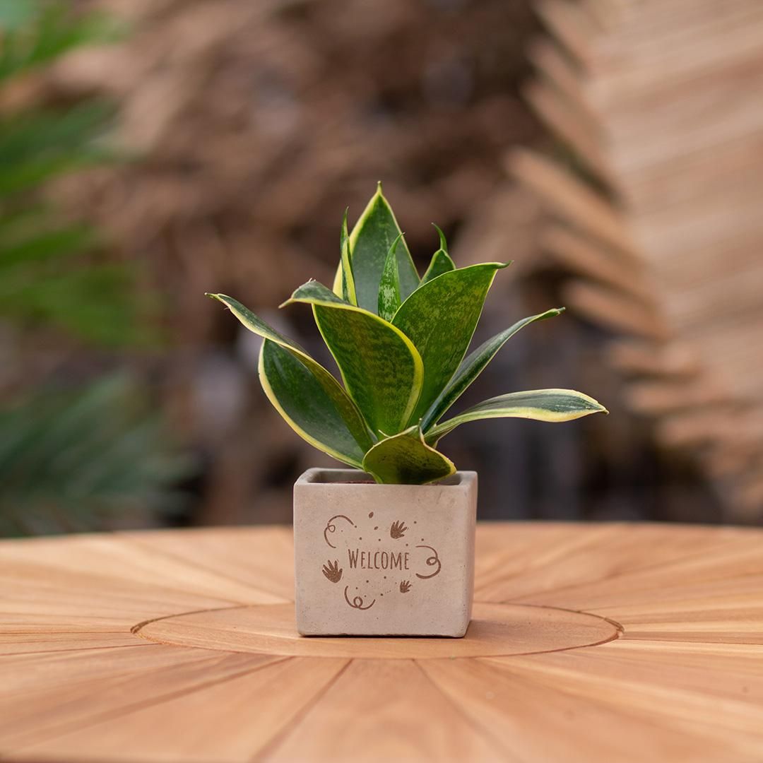Congreet plantpots + Sansevieria | Welcome (8721225131516)