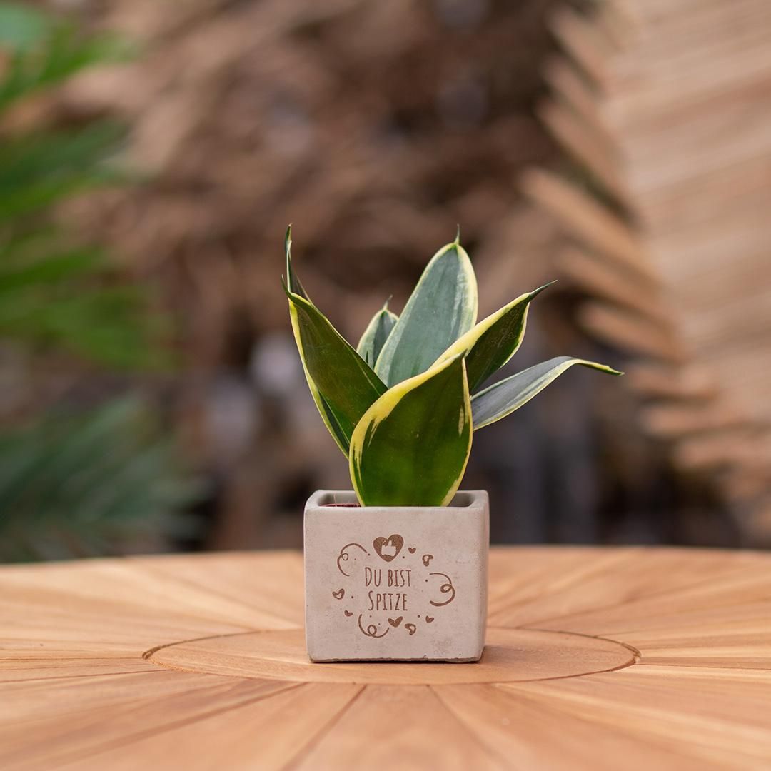 Congreet plantpots + Sansevieria | Du bist Spitze (8721225131653)