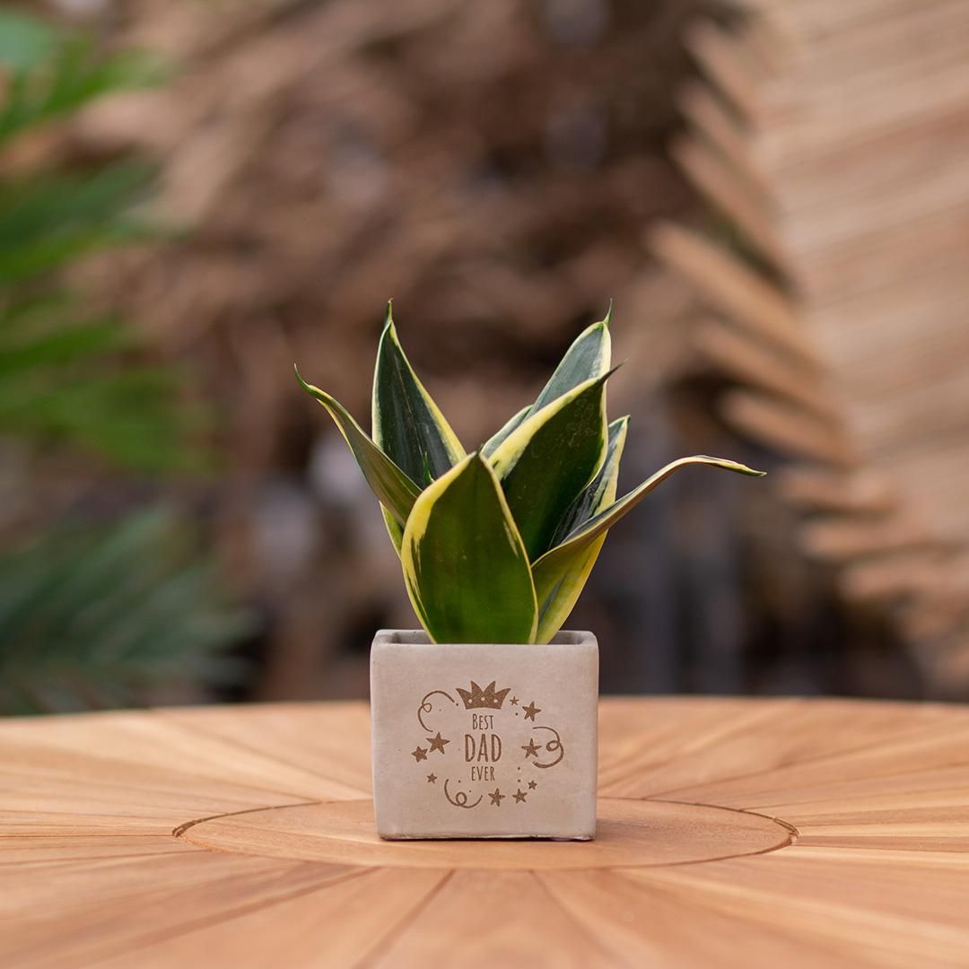Congreet plantpots + Sansevieria | Best dad ever (8721225131608)