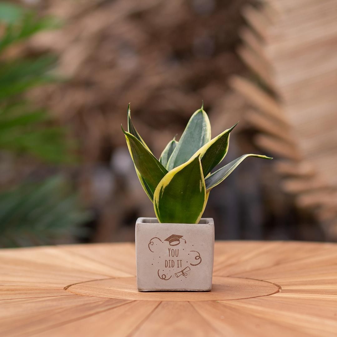 Congreet plantpots + Sansevieria | You did it (8721225131547)