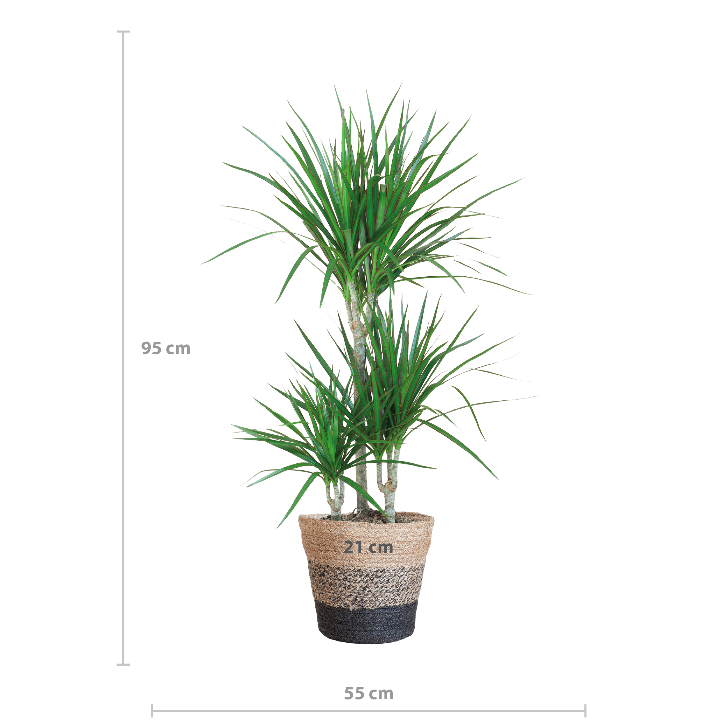 Dracaena Marginata met Lissabon mand zwart (08721042060266)