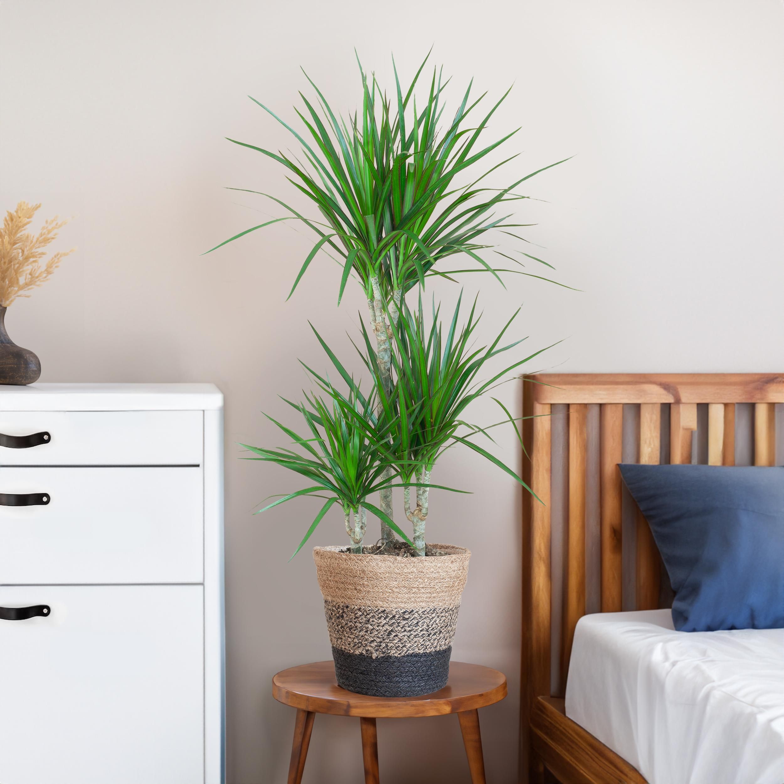 Dracaena Marginata met Lissabon mand zwart (08721042060266)