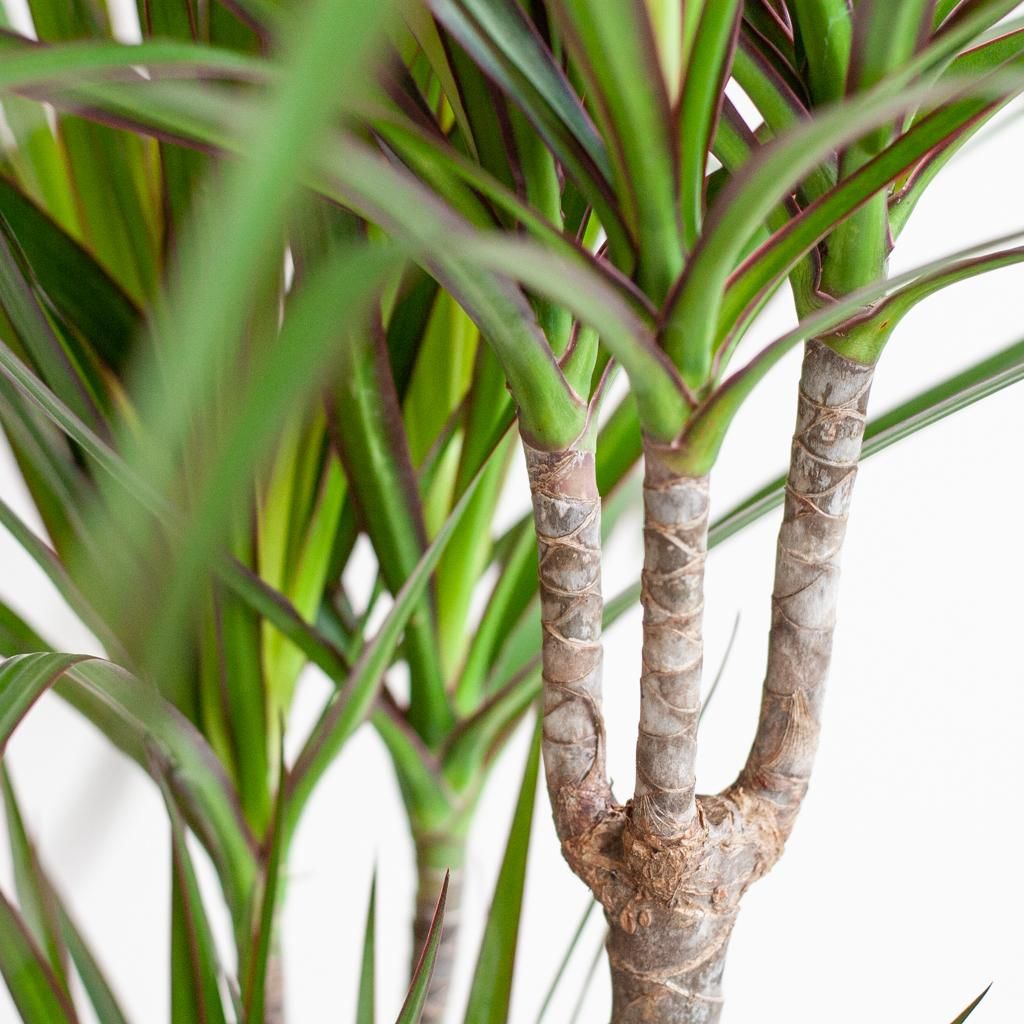Dracaena Marginata met Lissabon mand zwart (08721042060266)