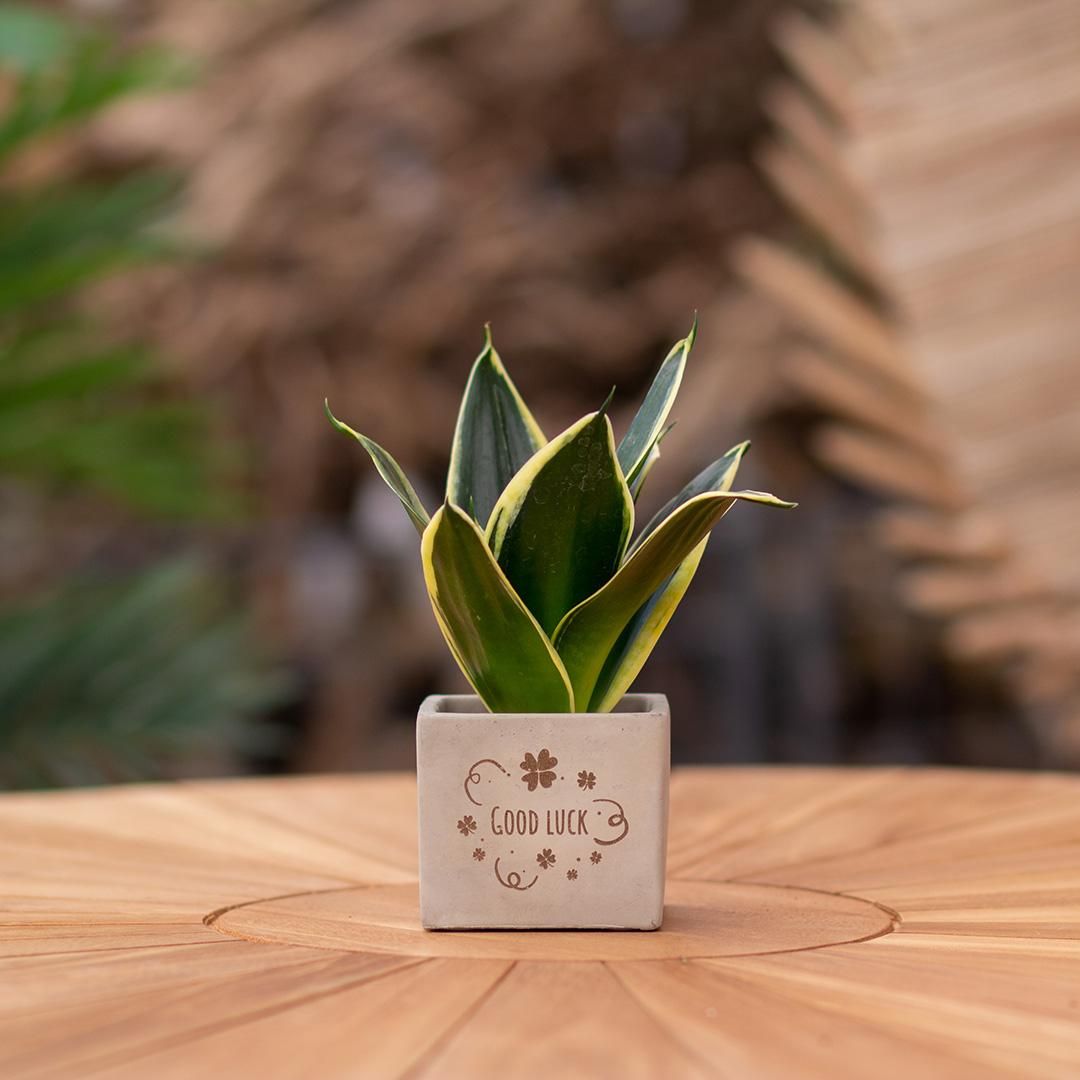 Congreet plantpots + Sansevieria | Good luck (8721225131523)