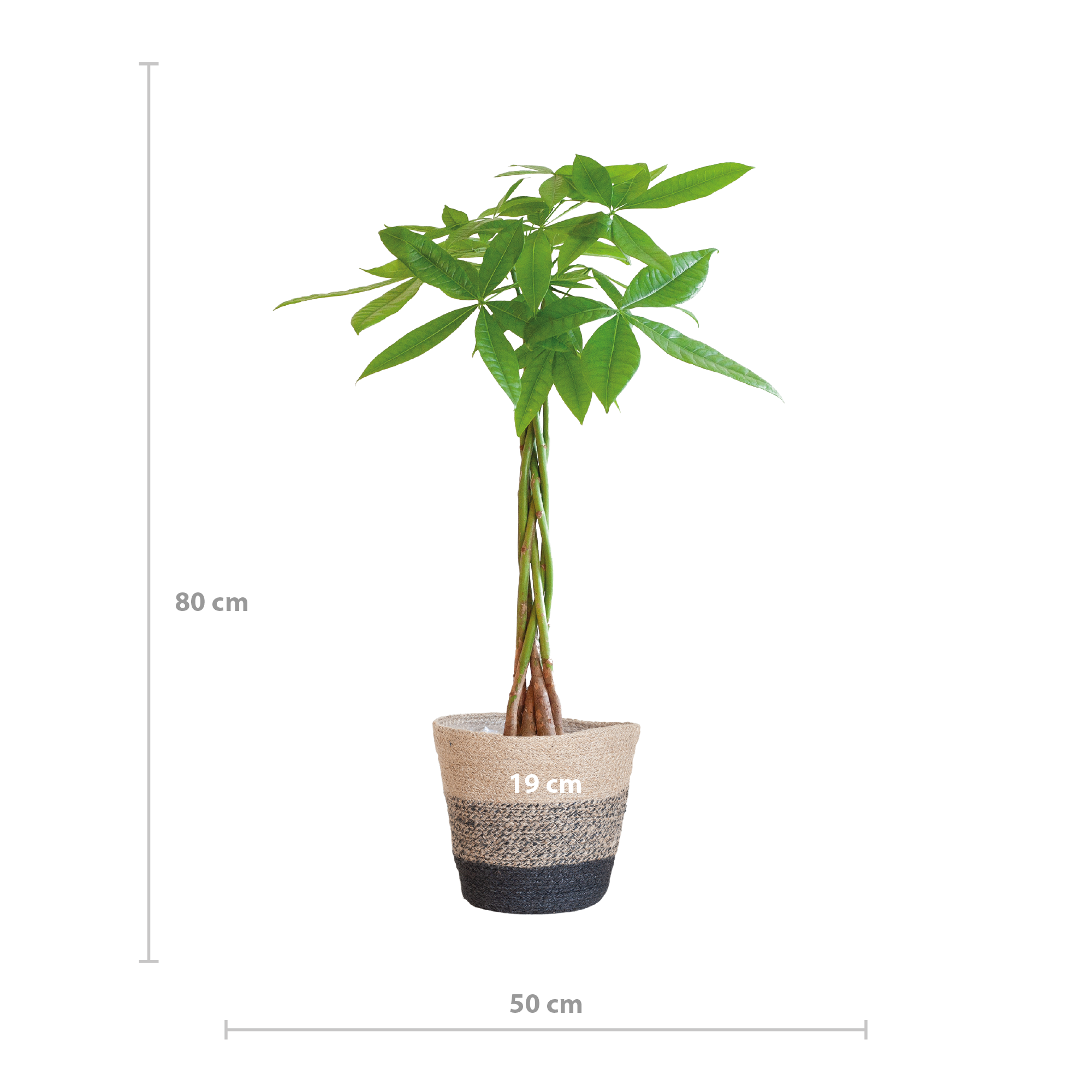 Pachira Aquatica met Mand Lissabon zwart (8721042063250)