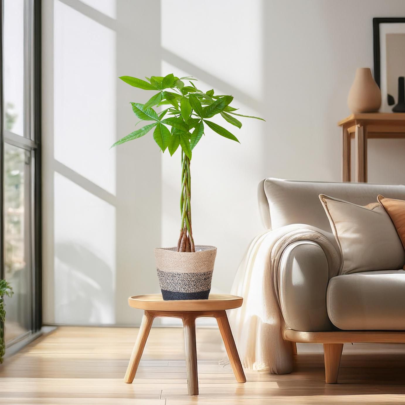 Pachira Aquatica met Mand Lissabon zwart (8721042063250)