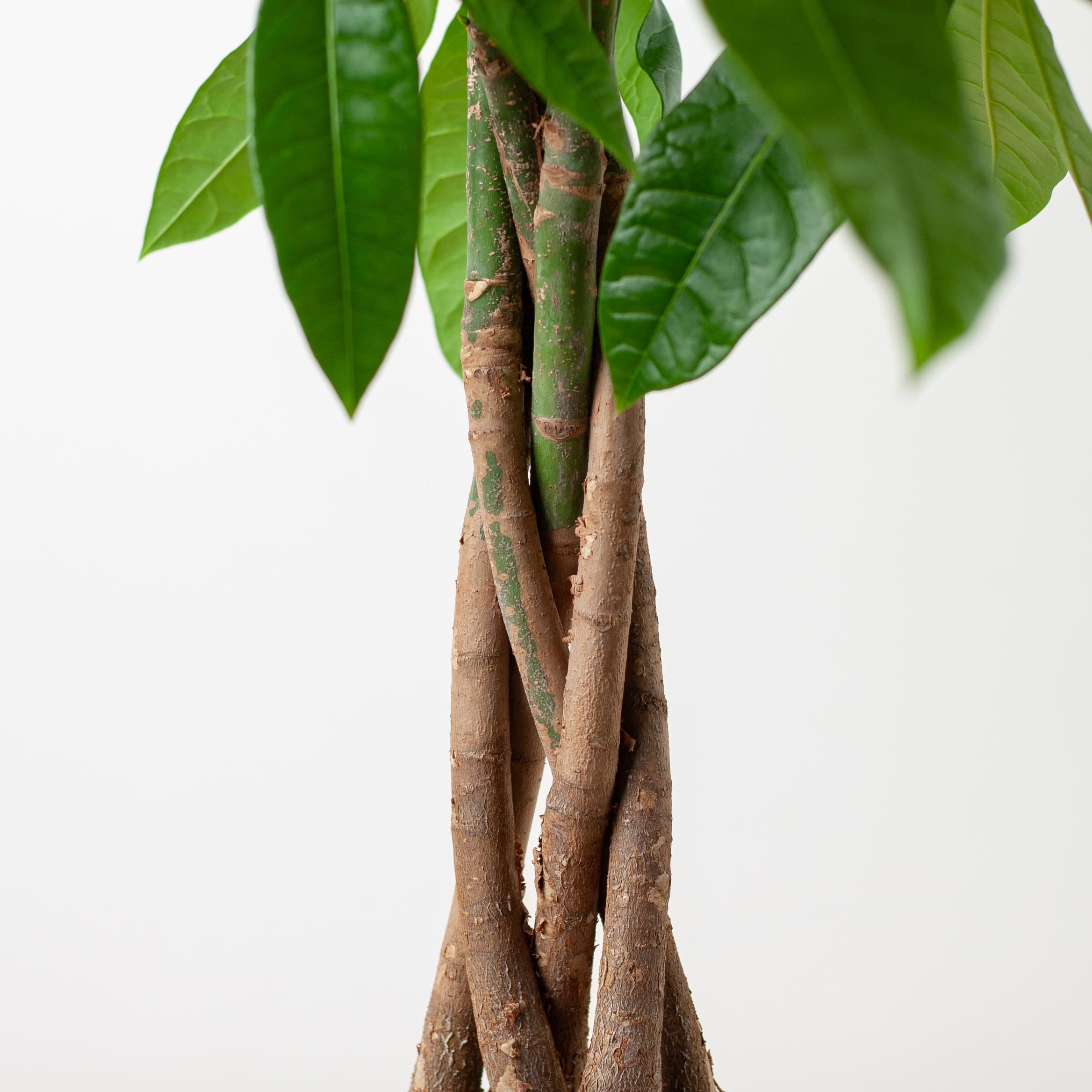Pachira Aquatica met Mand Lissabon zwart (8721042063250)