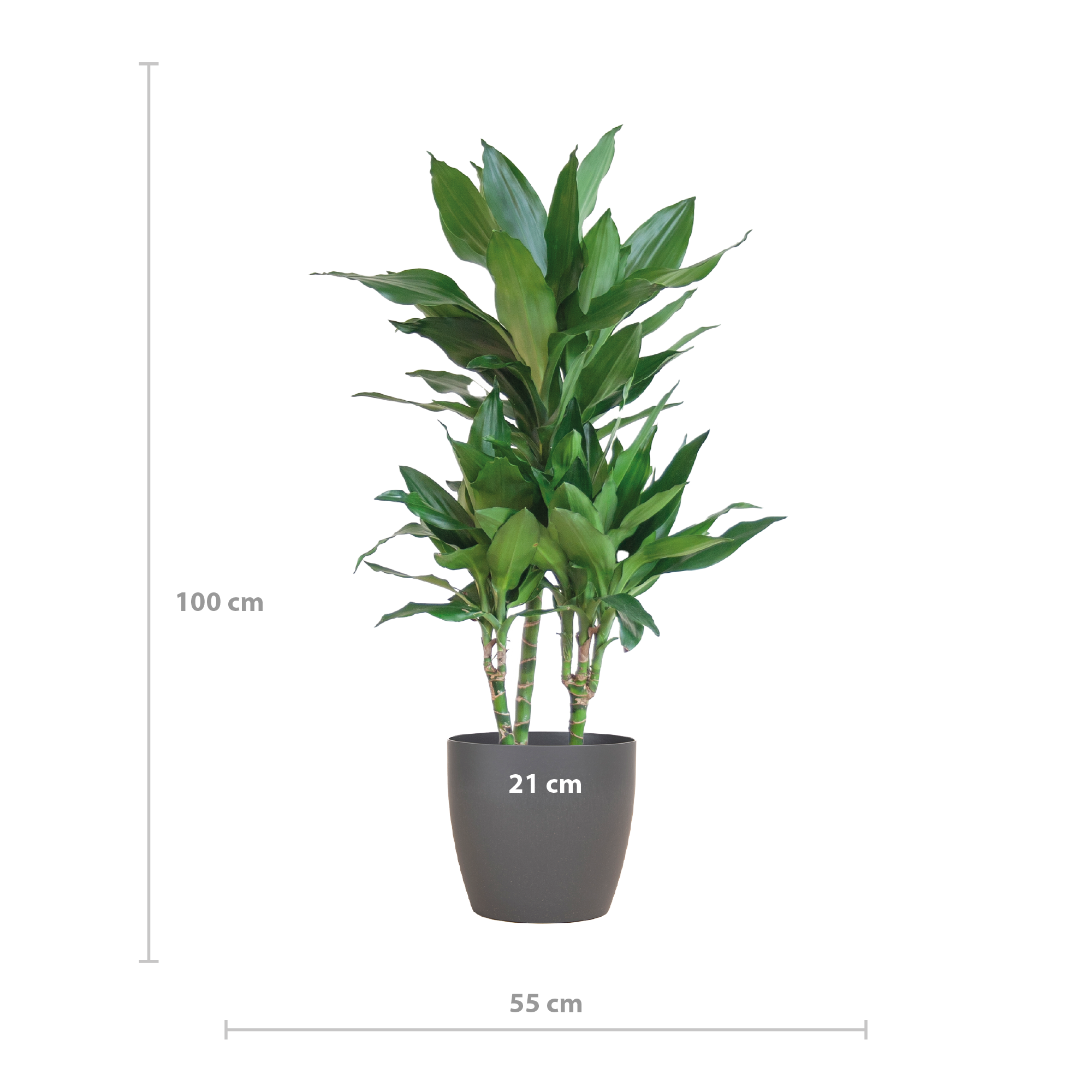 Dracaena Janet Lindt met Viber grijs (8721042063229)