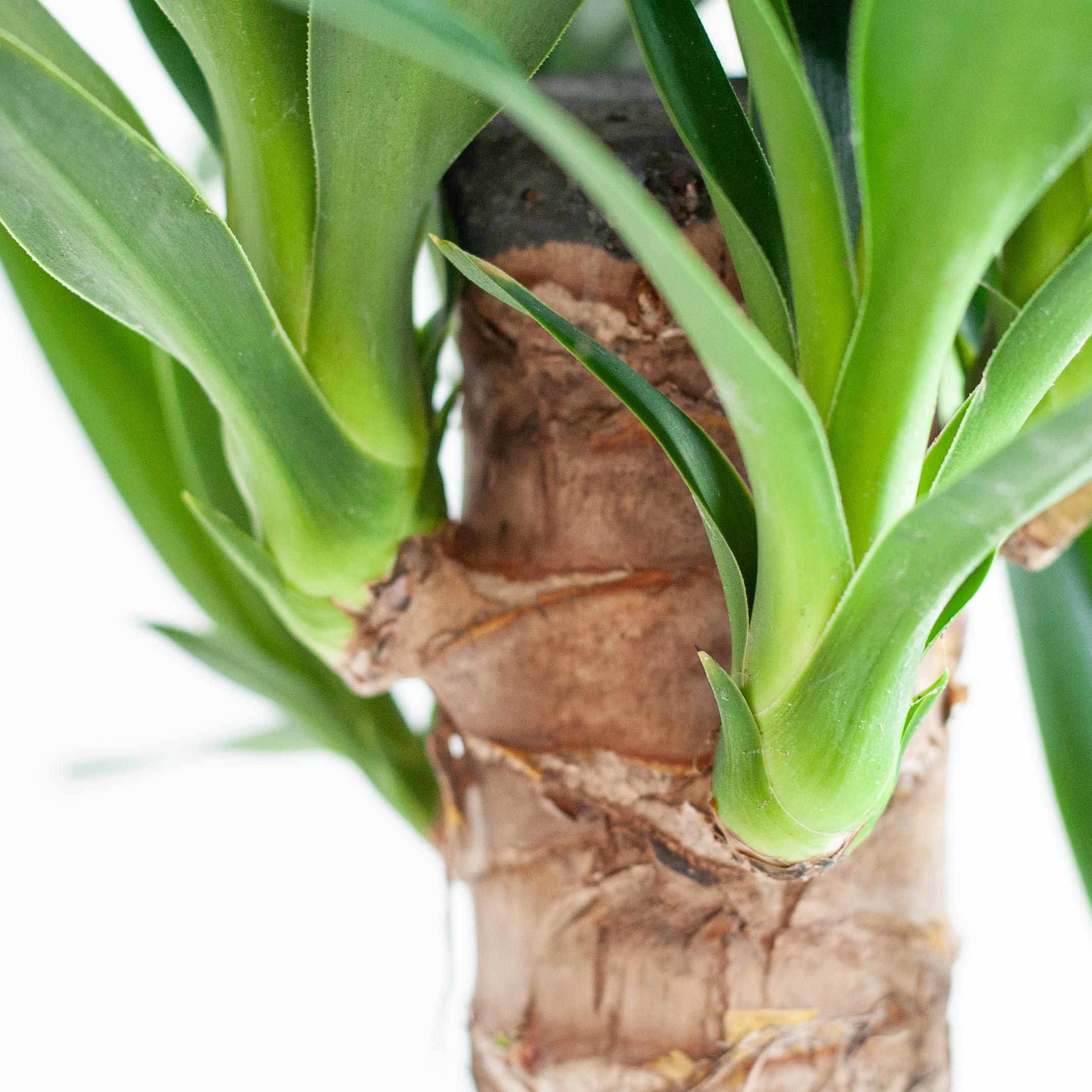 Dracaena Janet Lindt met Viber grijs (8721042063229)
