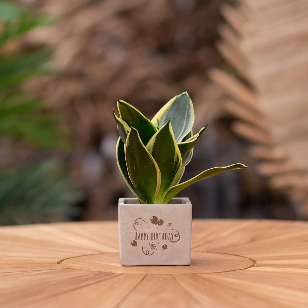 Congreet plantpots + Sansevieria | Happy birthday (8721225131530)