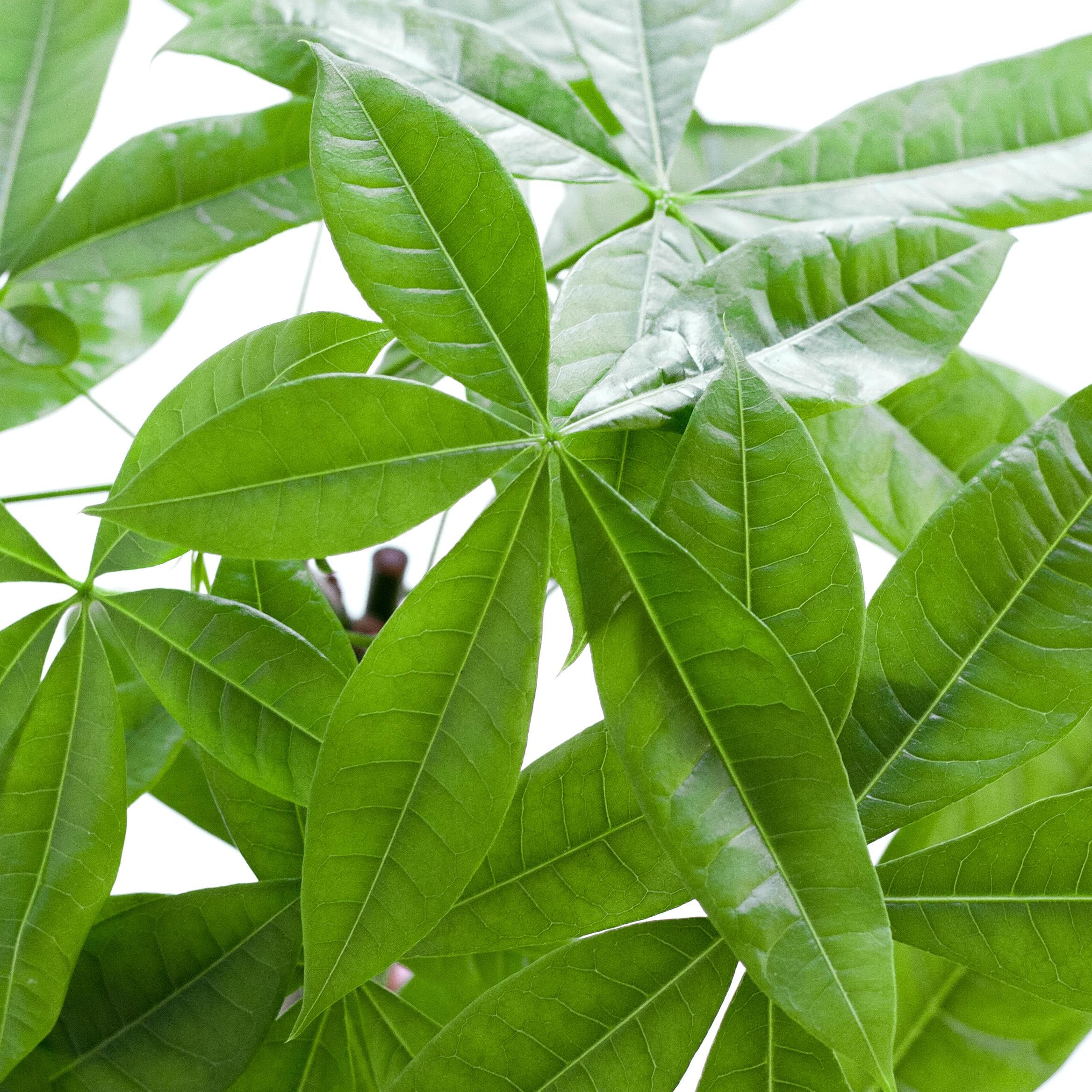 Pachira Aquatica met Mand Lissabon wit (8721042063243)