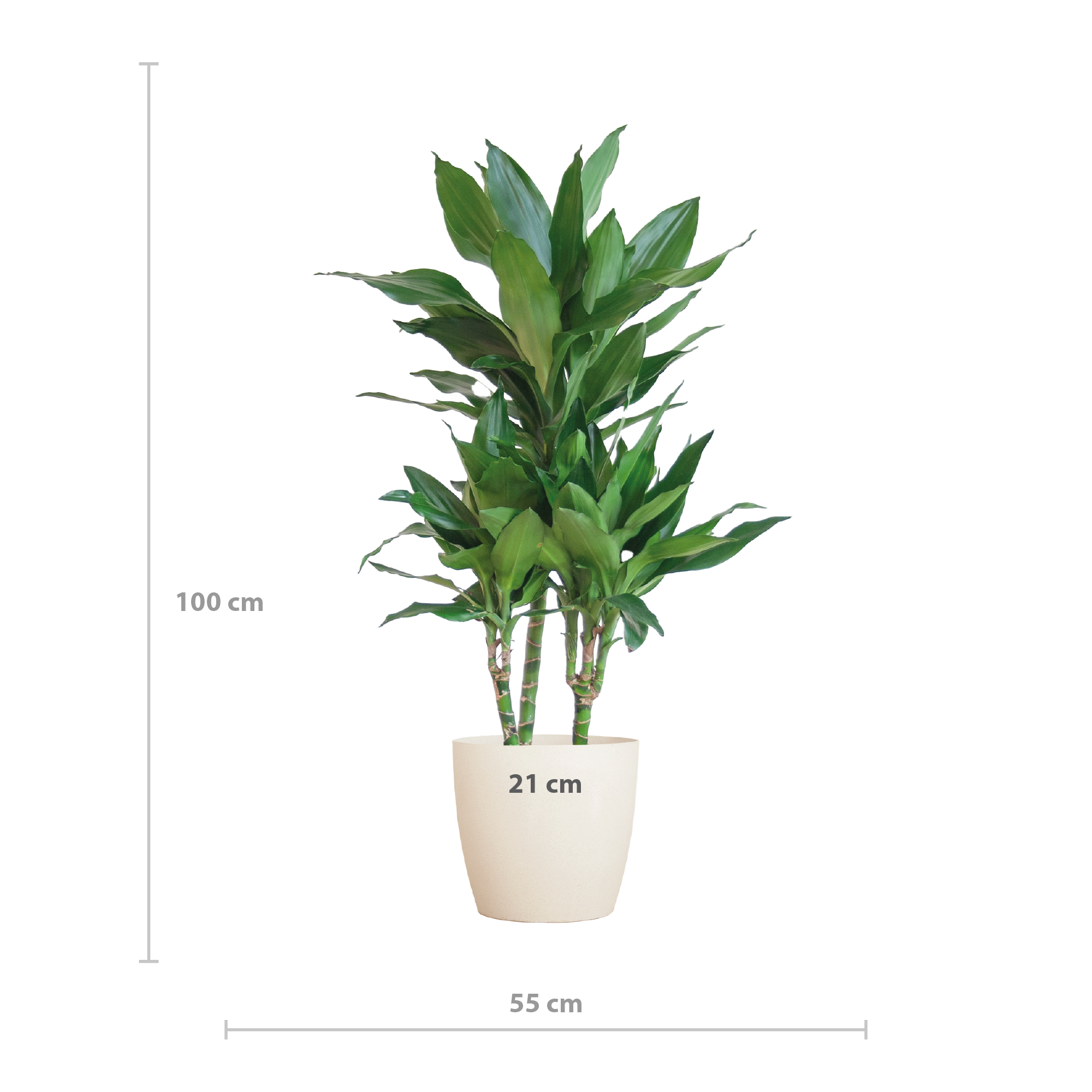 Dracaena Janet Lindt met Viber wit (8721042063212)