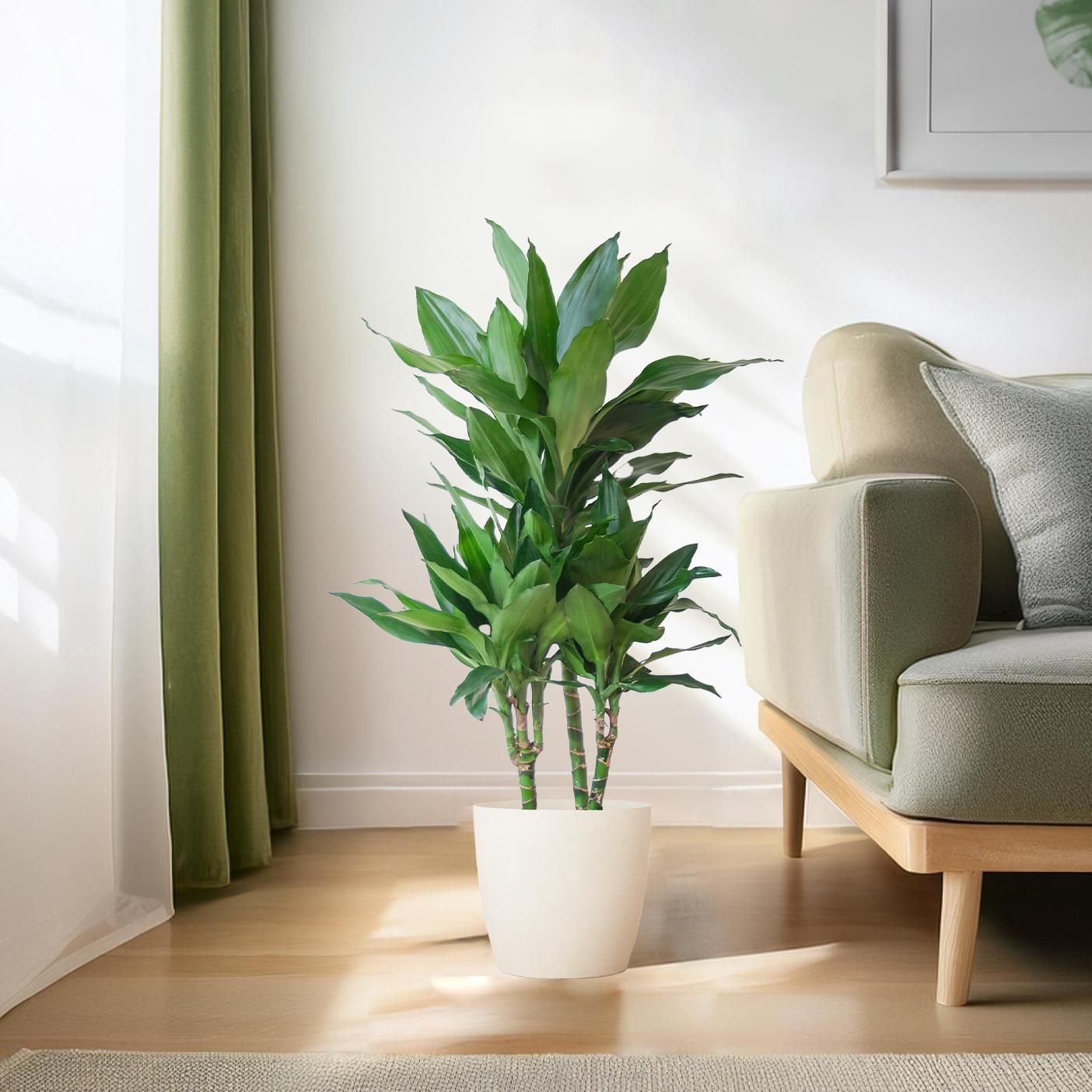 Dracaena Janet Lindt met Viber wit (8721042063212)