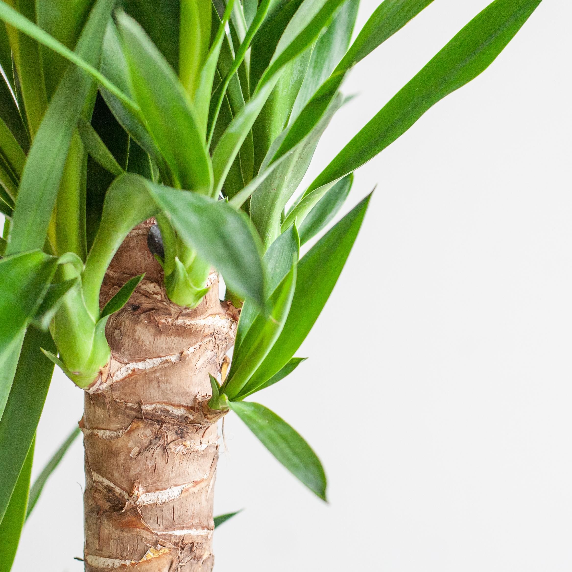 Dracaena Janet Lindt met Viber wit (8721042063212)