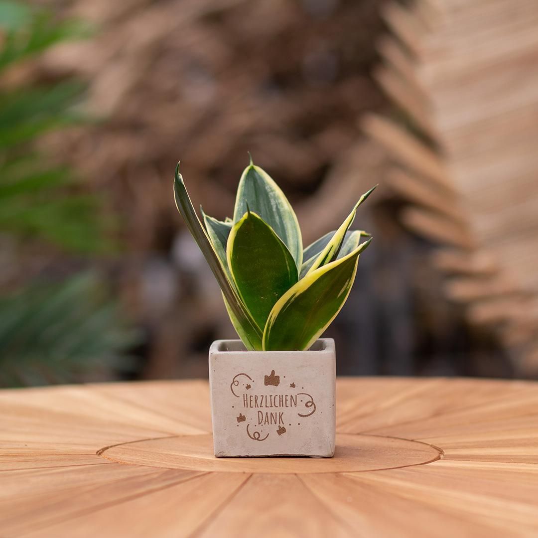 Congreet plantpots + Sansevieria | Herzlichen Dank (8721225131622)