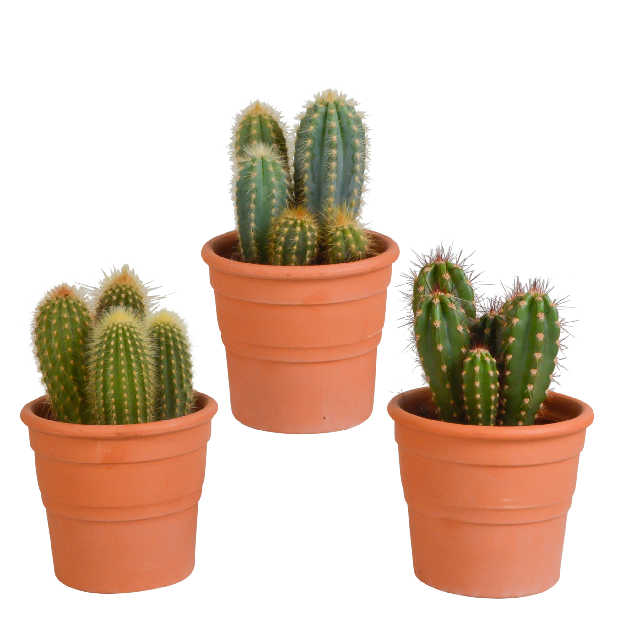 House of cactus Cereus mix 10,5cm - 3x - in terracotta pot (8720387961436)