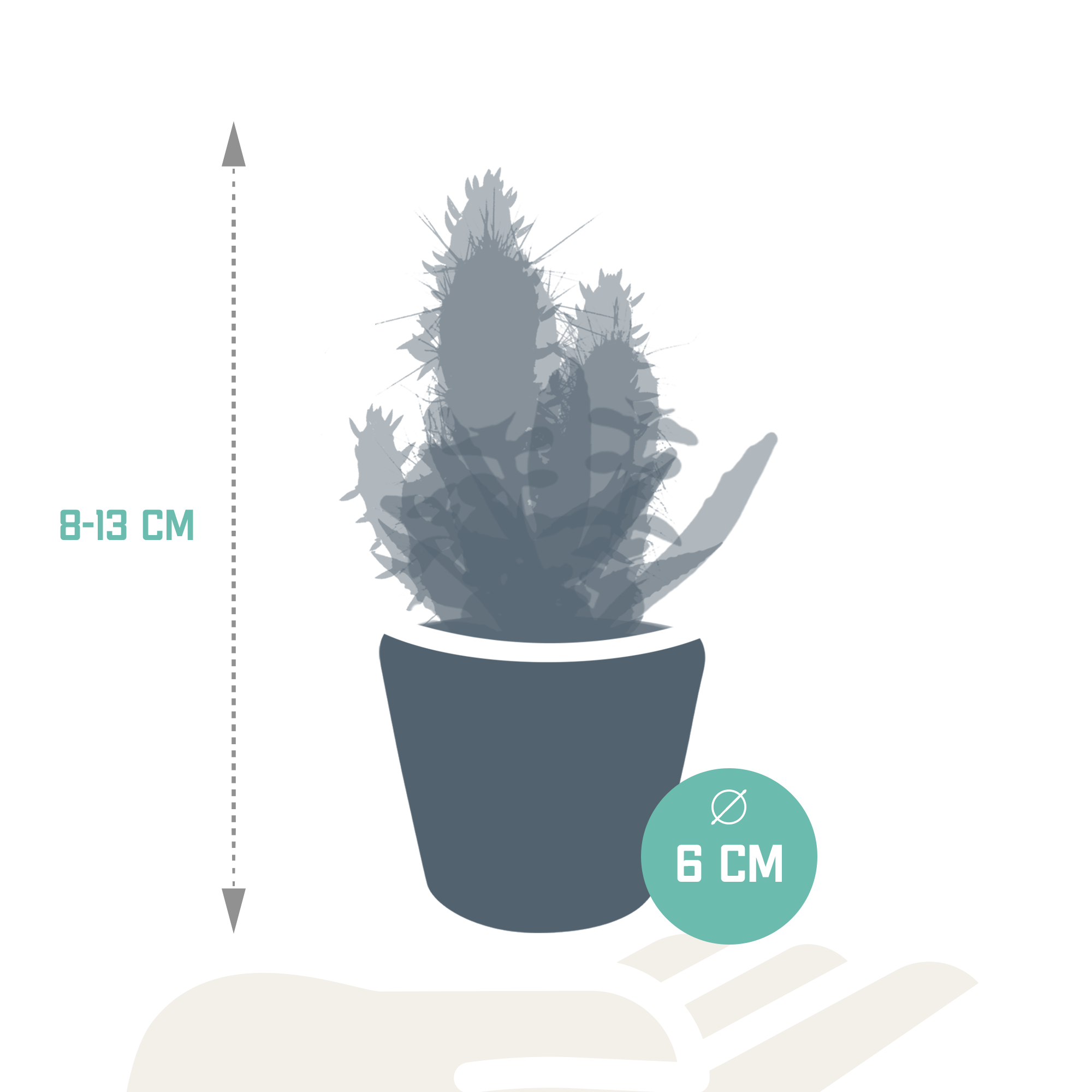 House of cactus Cactus en vetplanten mix 5.5 cm | 15 stuks - in Mexicaanse pot (8720387961160)