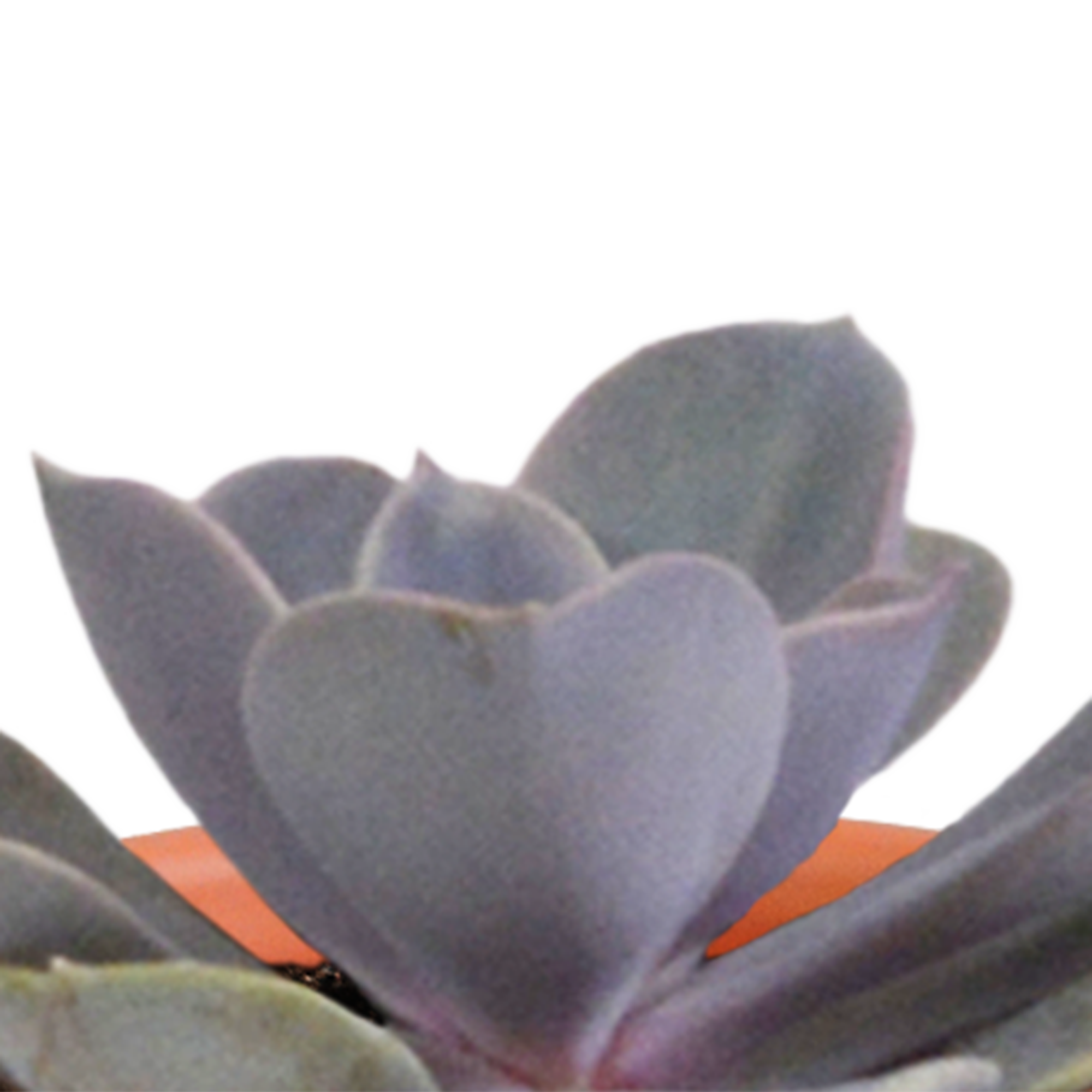 House of cactus Cactus en vetplanten mix 5.5 cm | 15 stuks - in Mexicaanse pot (8720387961160)