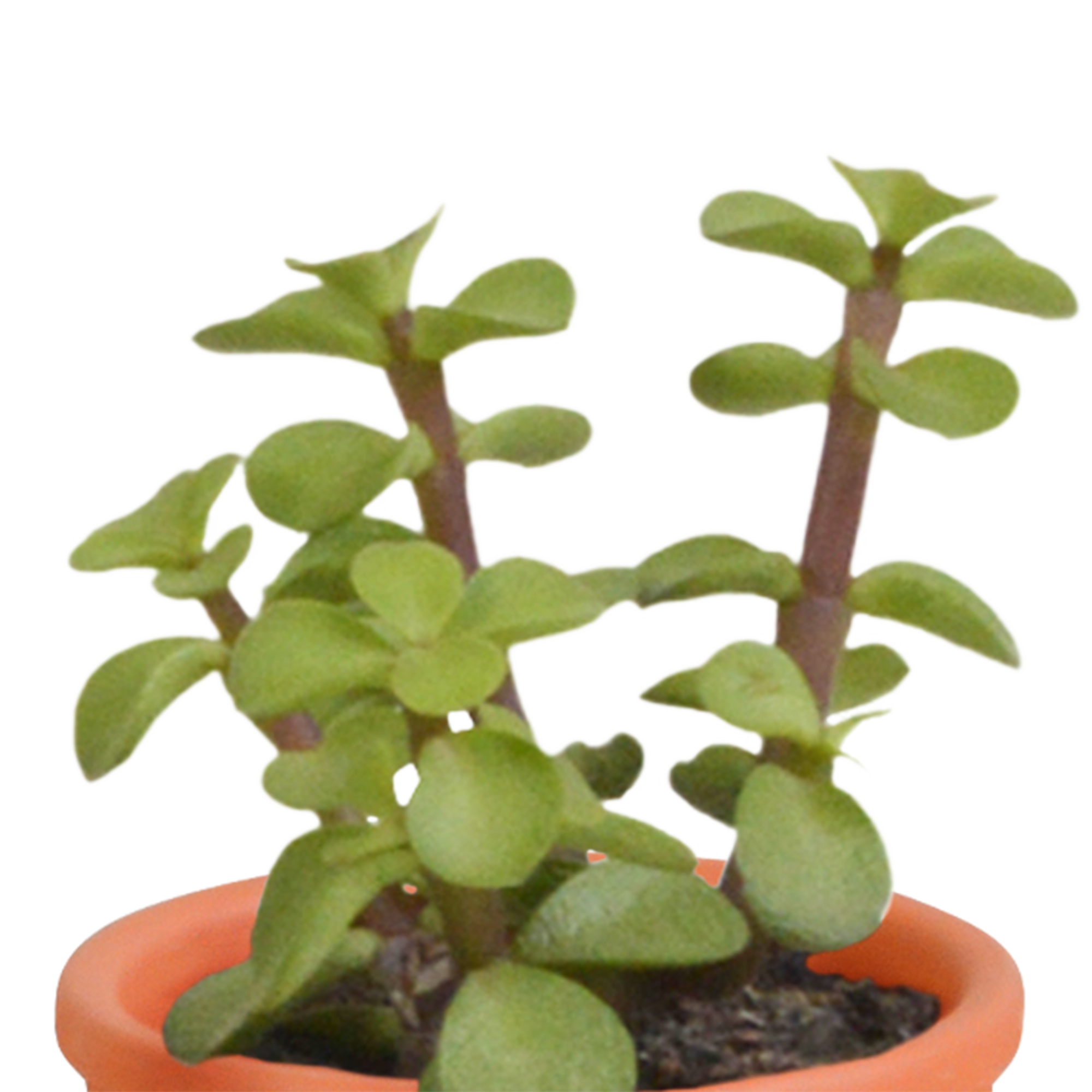 House of cactus Cactus en vetplanten mix 5.5 cm | 15 stuks - in Mexicaanse pot (8720387961160)