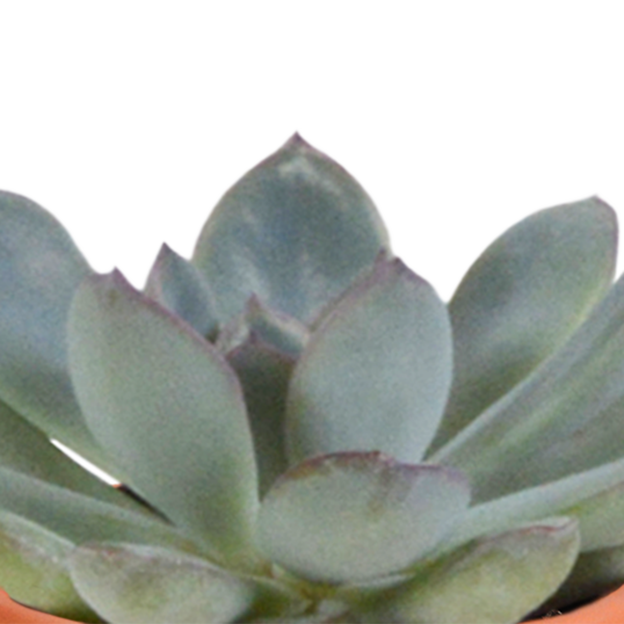 House of cactus Cactus en vetplanten mix 5.5 cm | 15 stuks - in Mexicaanse pot (8720387961160)