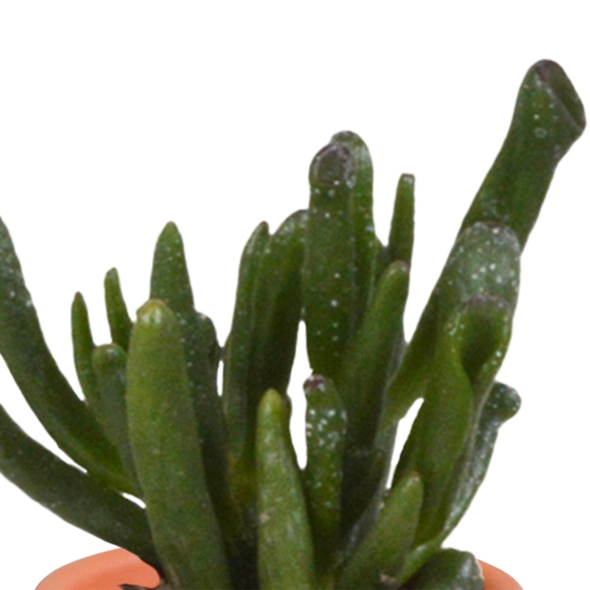 House of cactus Cactus en vetplanten mix 5.5 cm | 15 stuks - in Mexicaanse pot (8720387961160)
