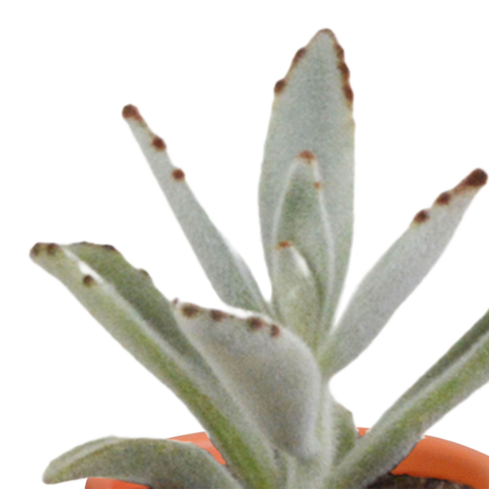 House of cactus Cactus en vetplanten mix 5.5 cm | 15 stuks - in Mexicaanse pot (8720387961160)