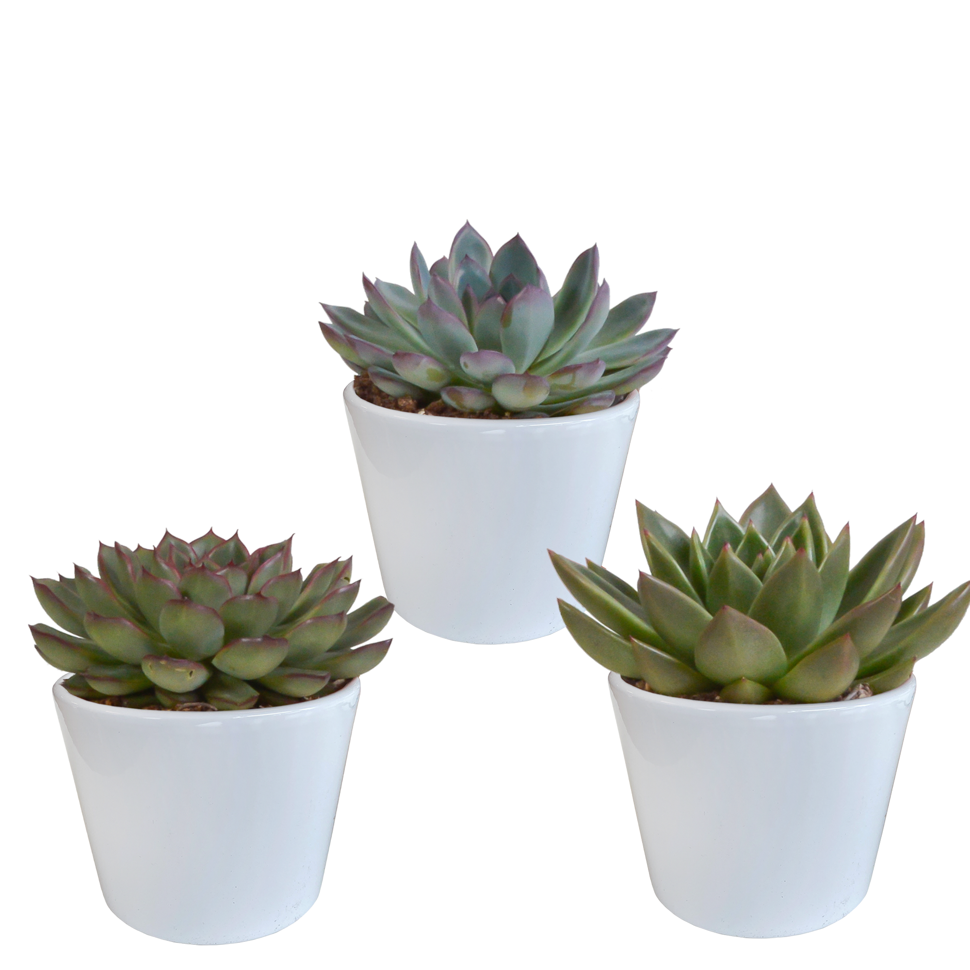 House of cactus Echeveria mix 10.5 cm - 3x - in witte pot (8720618070227)