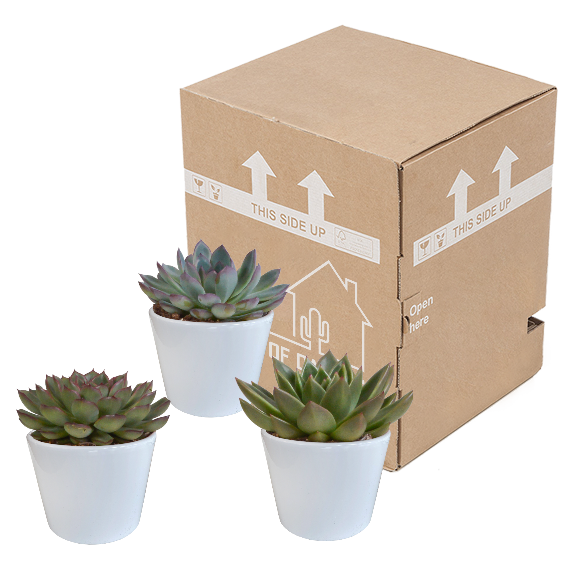 House of cactus Echeveria mix 10.5 cm - 3x - in witte pot (8720618070227)