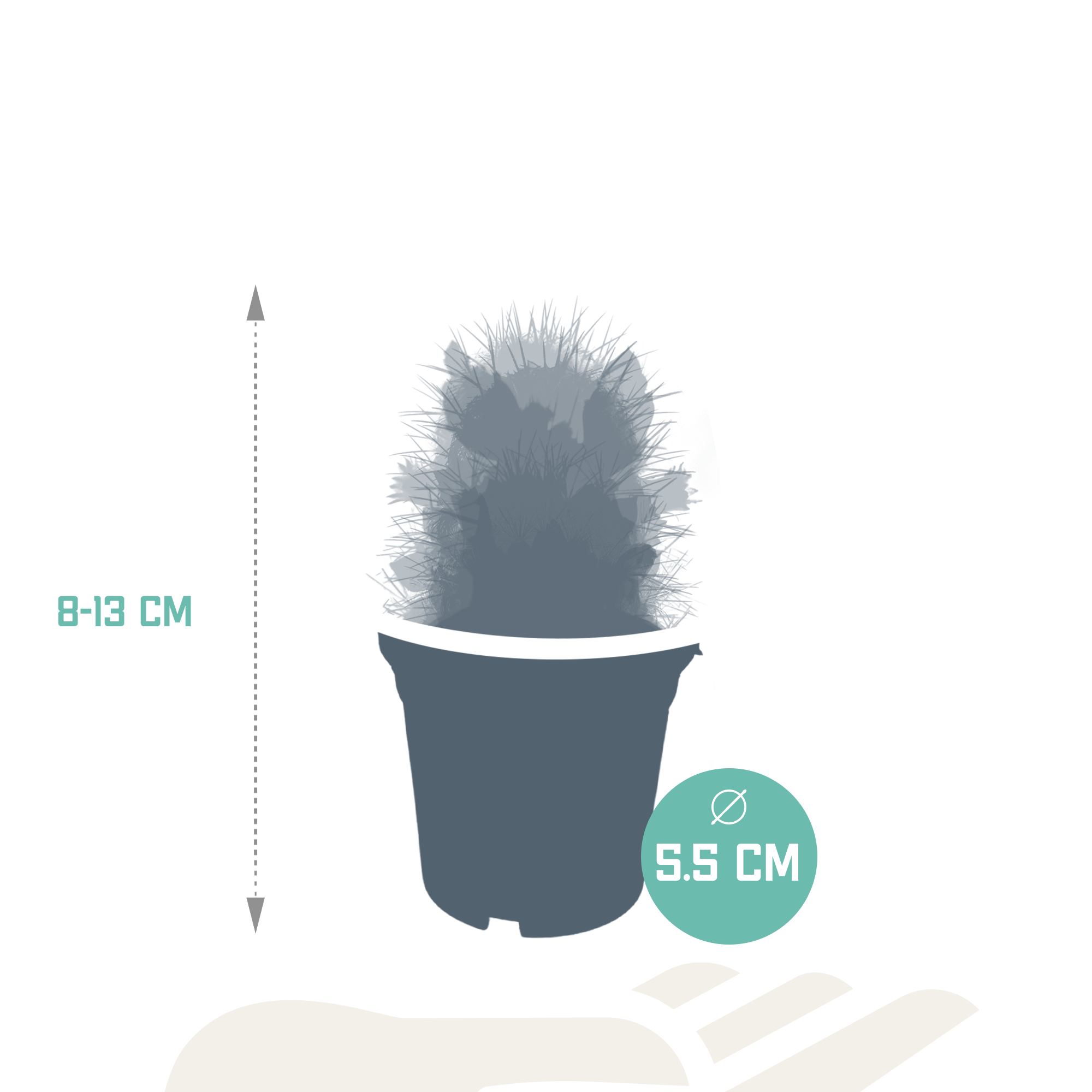 House of cactus Cactus mix 5.5 cm - zonder pot bloeiend - 5x (8720387961696)