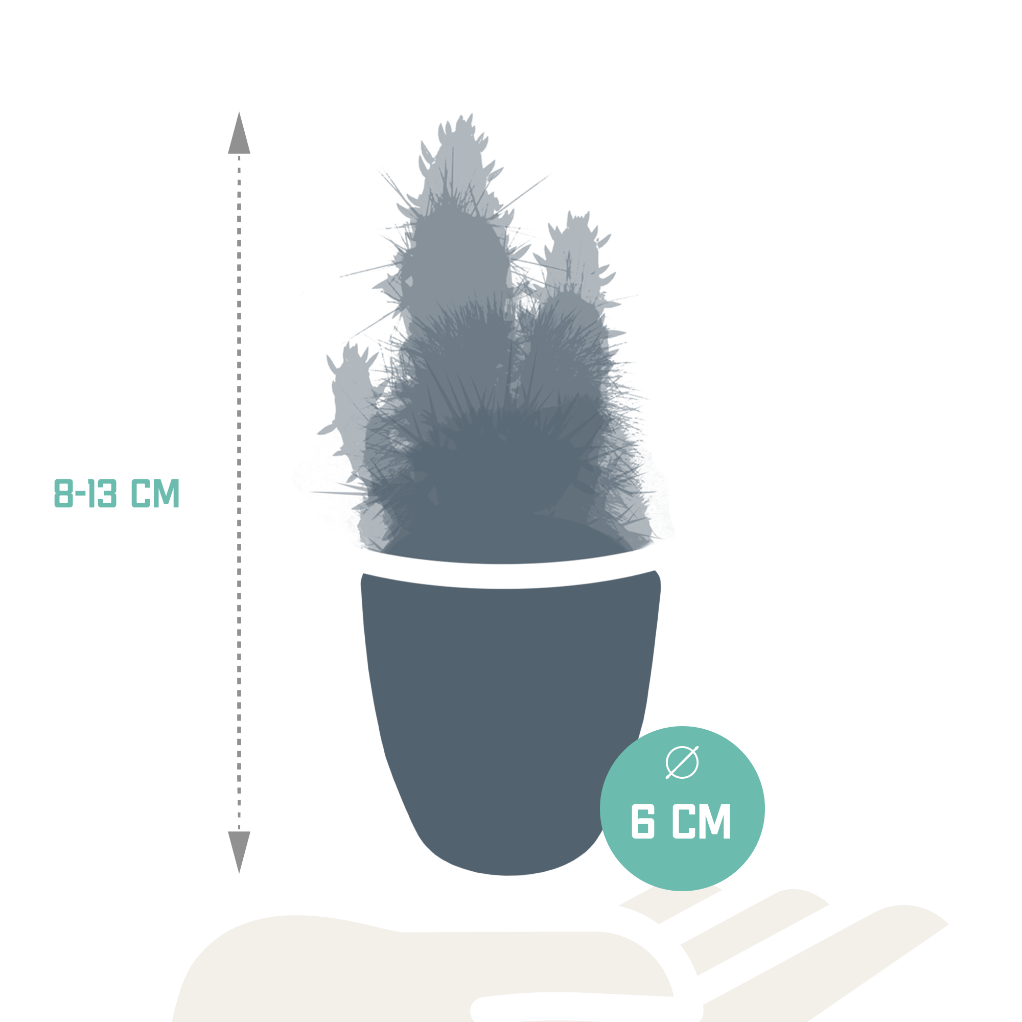 House of cactus Cactus en vetplanten mix 5.5 cm | 15 stuks - in witte pot (8720618070135)