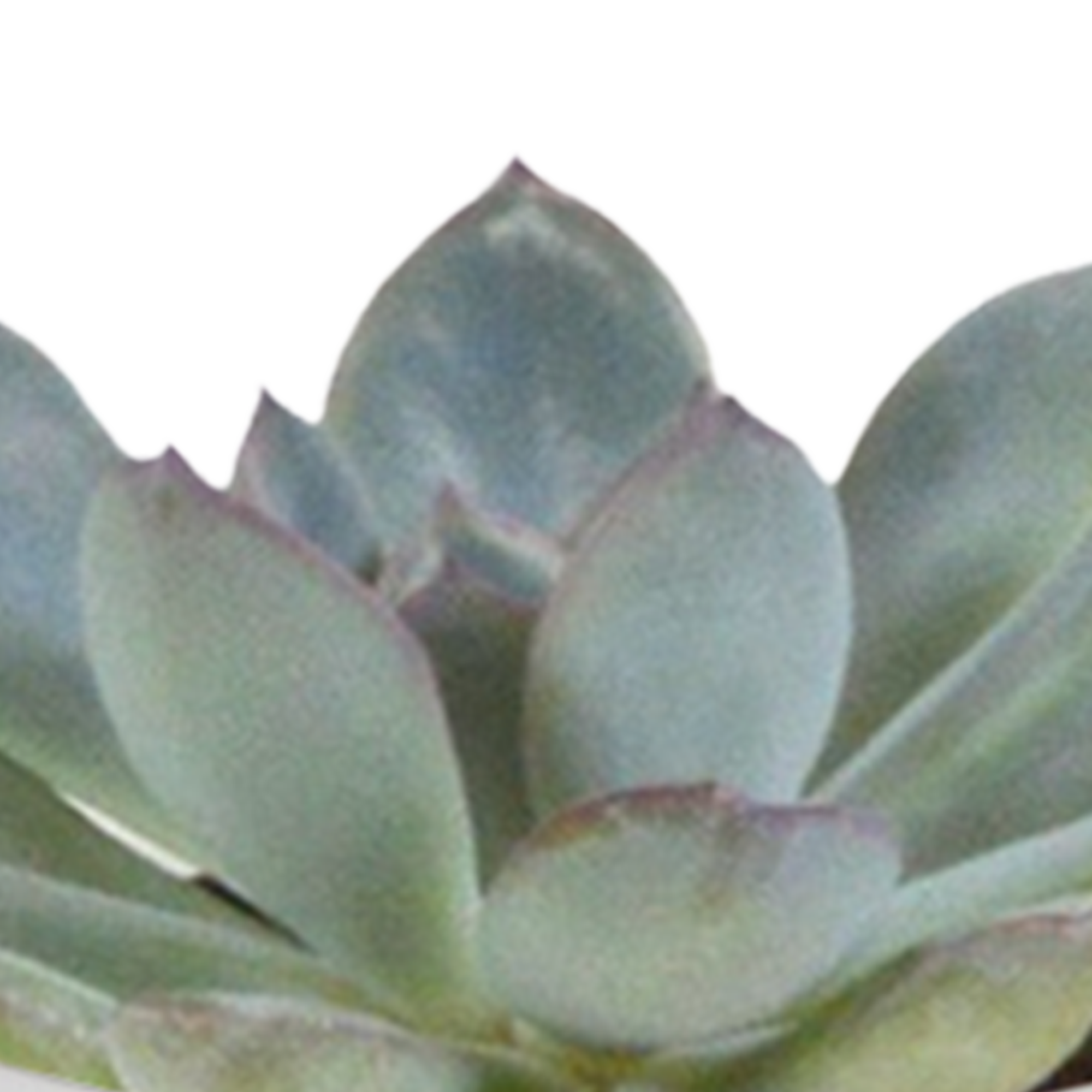 House of cactus Cactus en vetplanten mix 5.5 cm | 15 stuks - in witte pot (8720618070135)