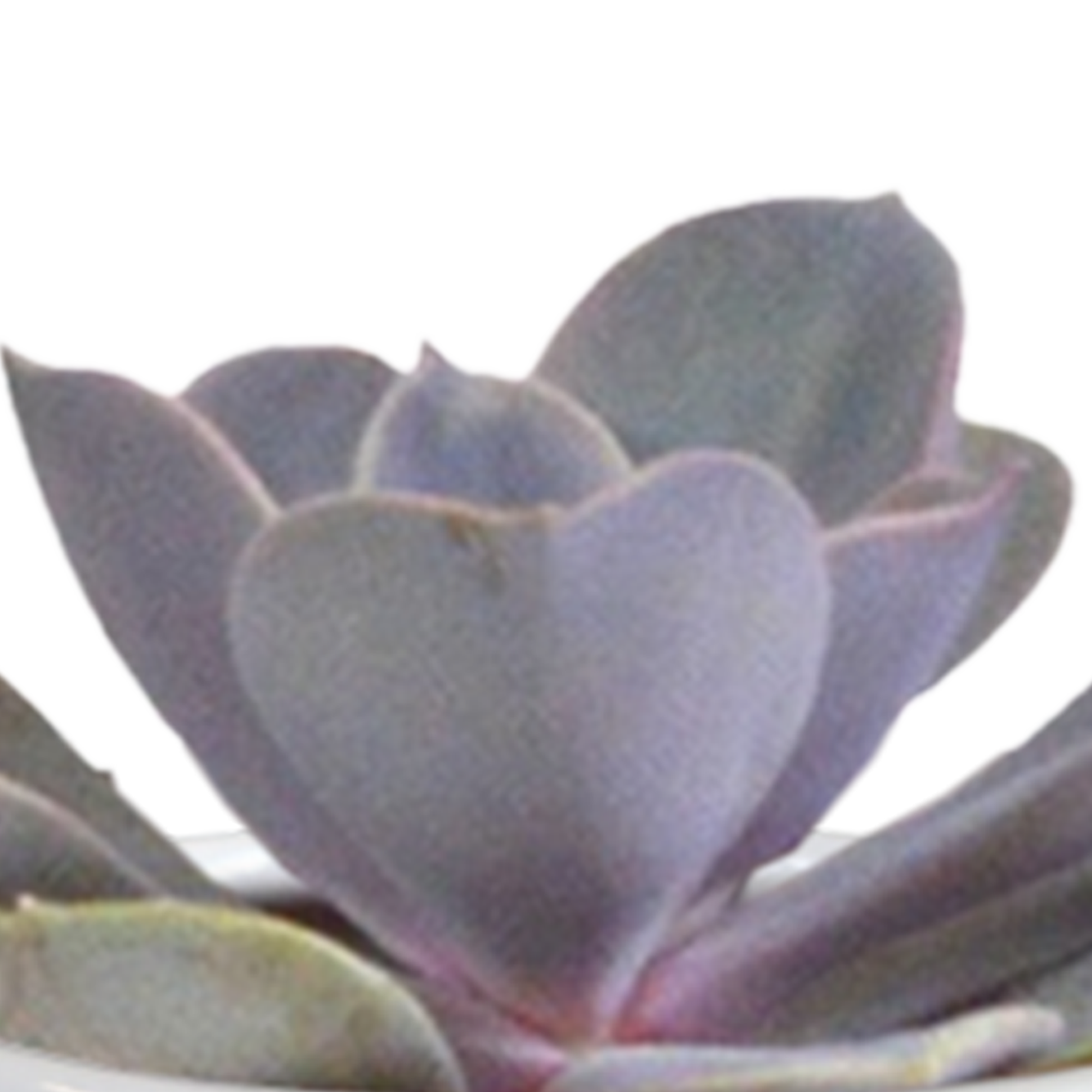 House of cactus Cactus en vetplanten mix 5.5 cm | 15 stuks - in witte pot (8720618070135)
