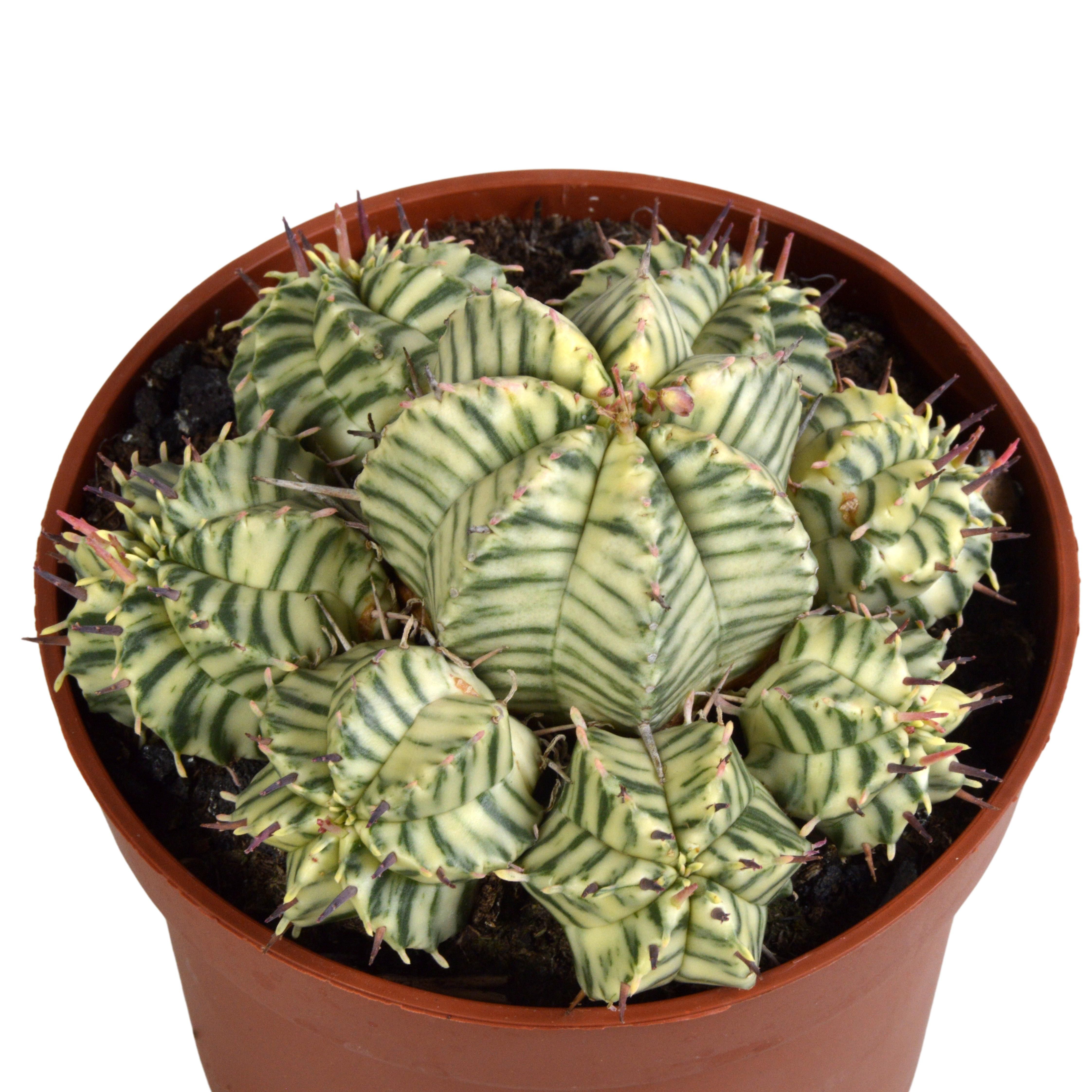 House of cactus Euphorbia meloformis variegata - clay - 10,5cm - 1x (8720618070326)
