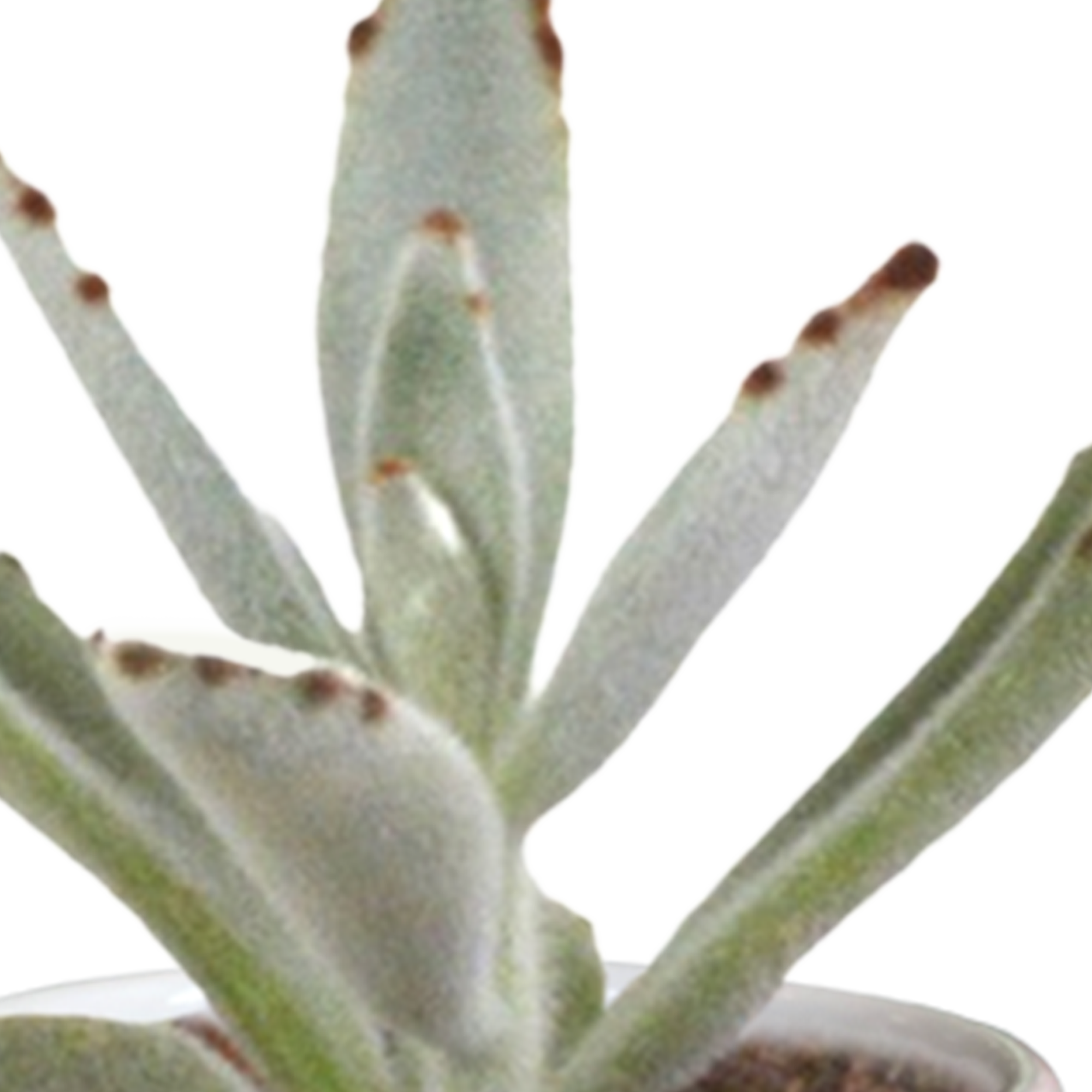 House of cactus Cactus en vetplanten mix 5.5 cm | 15 stuks - in witte pot (8720618070135)