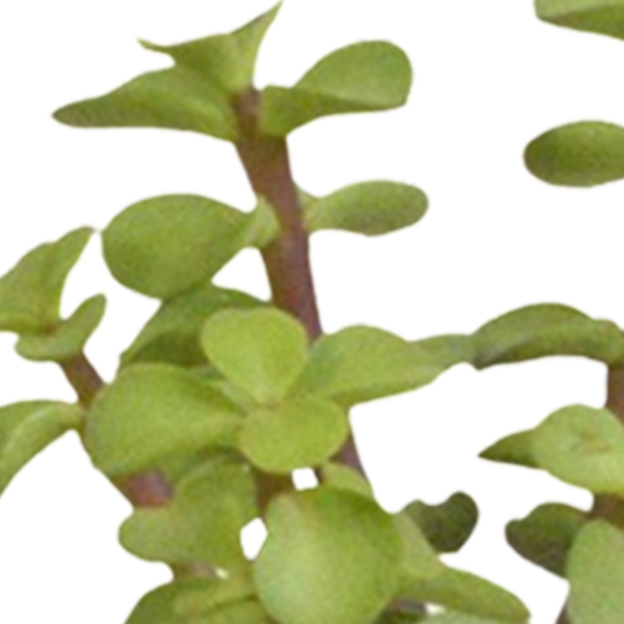 House of cactus Cactus en vetplanten mix 5.5 cm | 15 stuks - in witte pot (8720618070135)